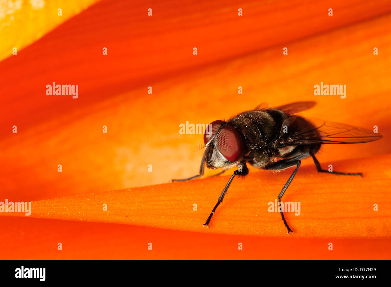 Housefly o comuni o volare Musca sp., Nairobi, Kenya, Africa Foto Stock