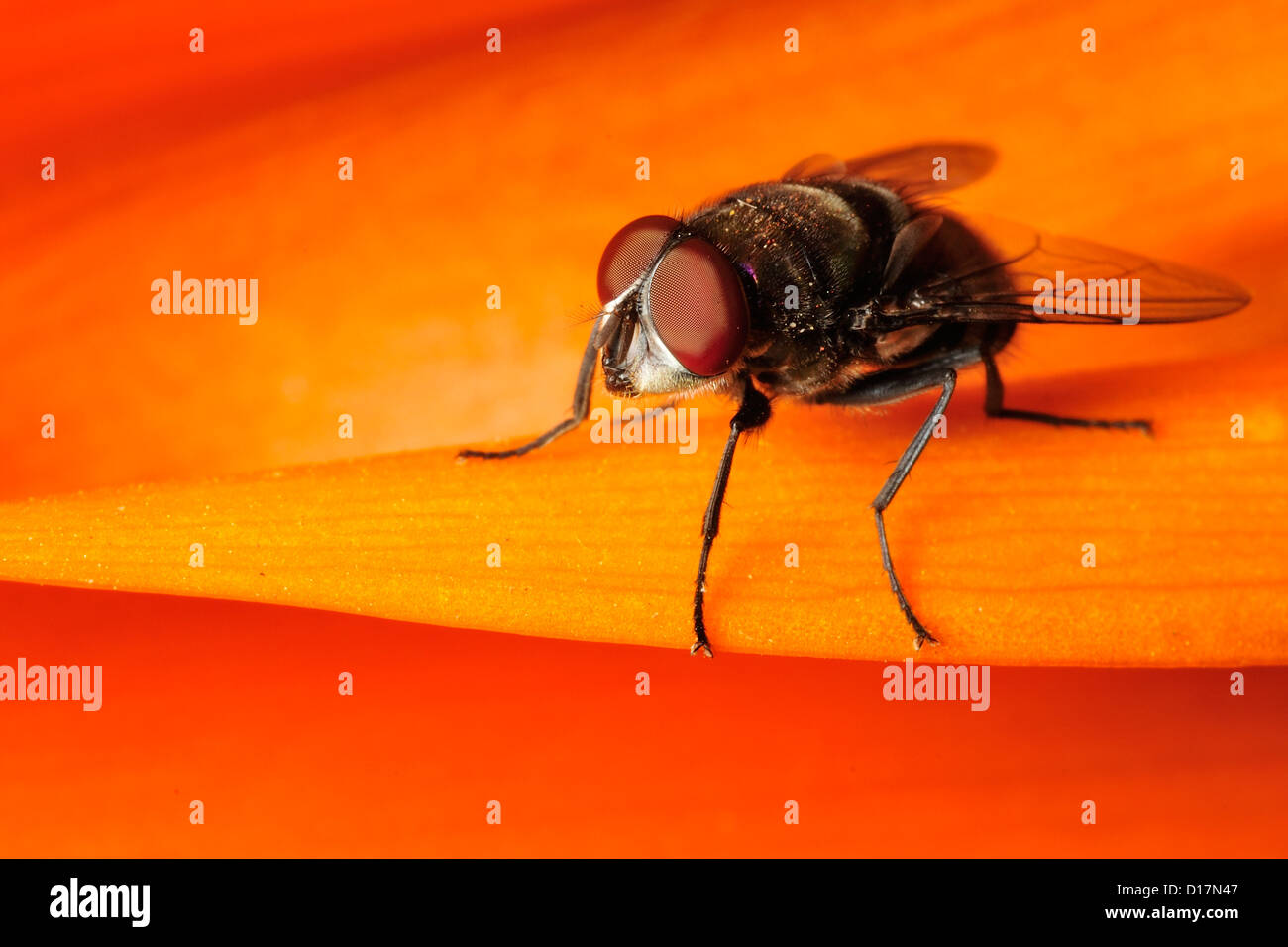 Housefly o comuni o volare Musca sp., Nairobi, Kenya, Africa Foto Stock