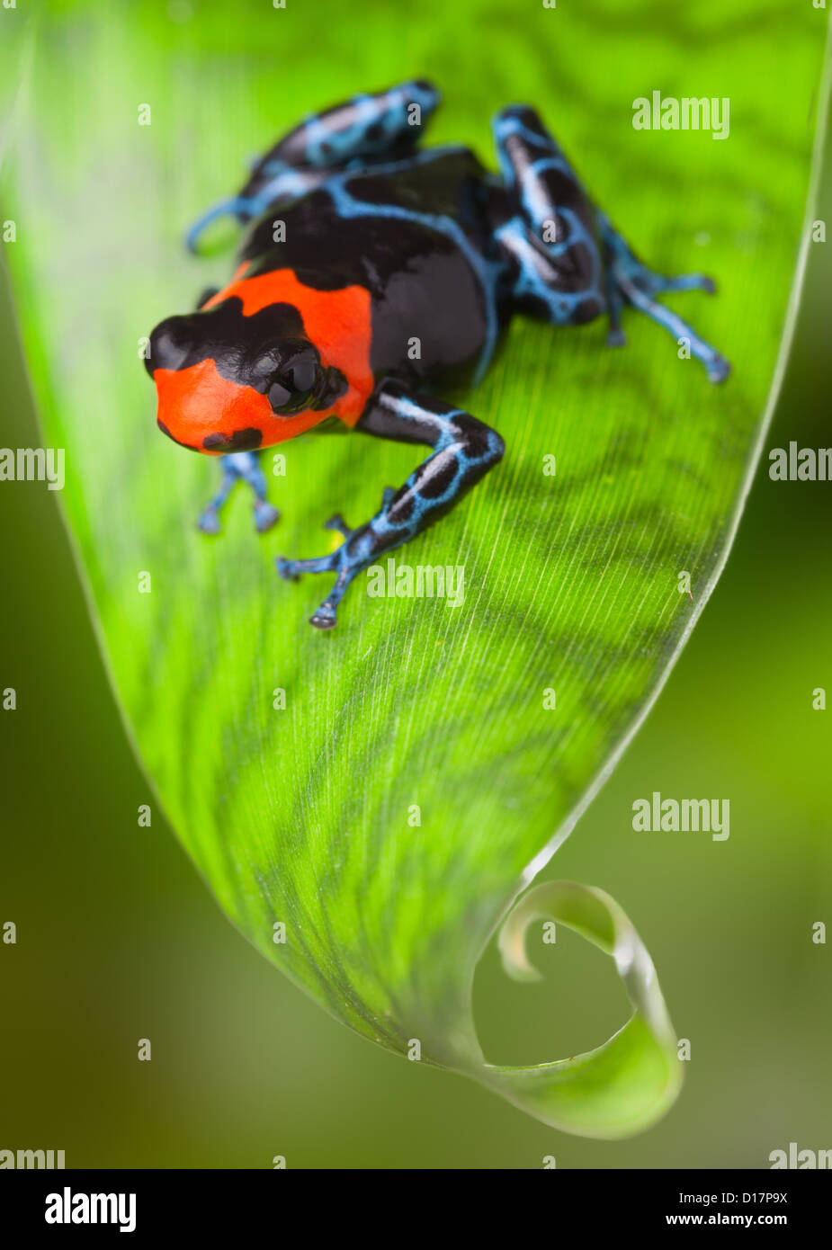 Amazon rain forest frog del Perù, poison dart frog Dendrobates benedetta red esotiche animali della foresta pluviale Foto Stock