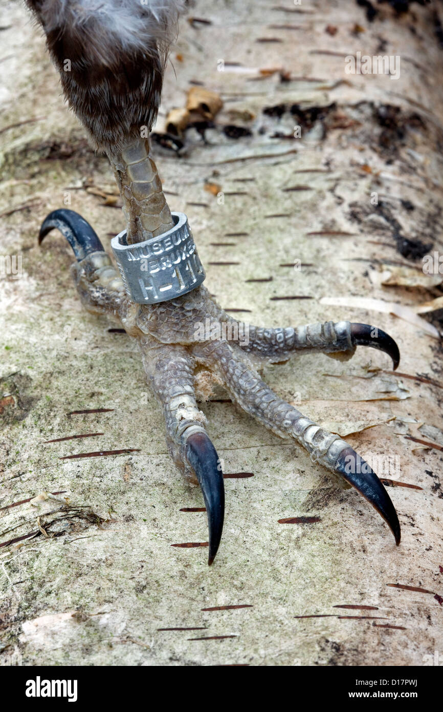 Nastro di metallo sulla gamba di uccello posto tramite suoneria Foto Stock
