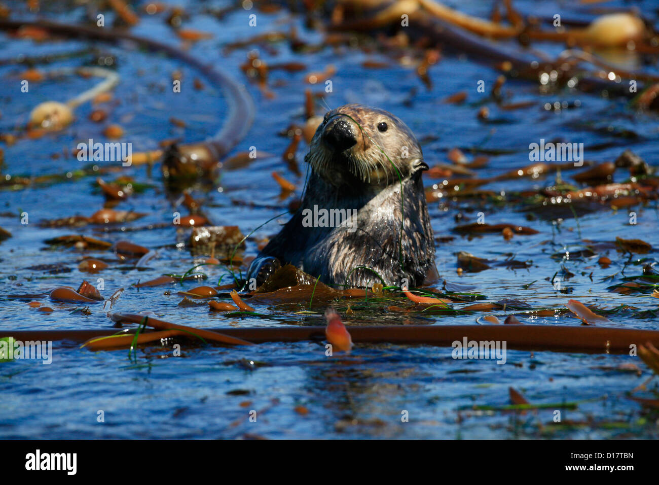 Una Lontra di mare meridionale Lontra (Enhydra lutris nereis) in Elkhorn Slough, California. Foto Stock