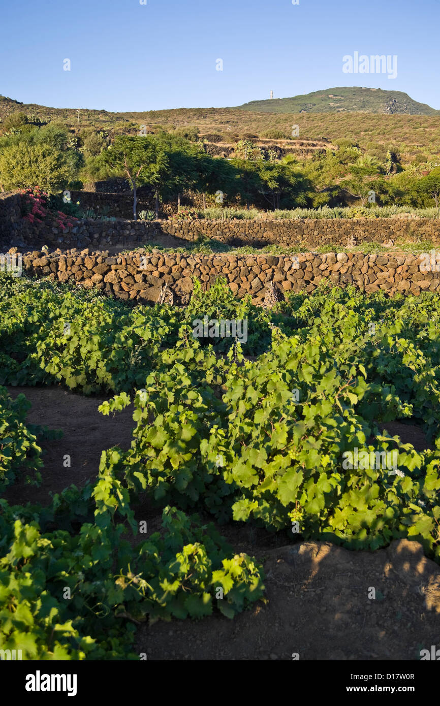 L'Italia, Sicilia, isola di Pantelleria, vigneti nella campagna dell'isola Foto Stock