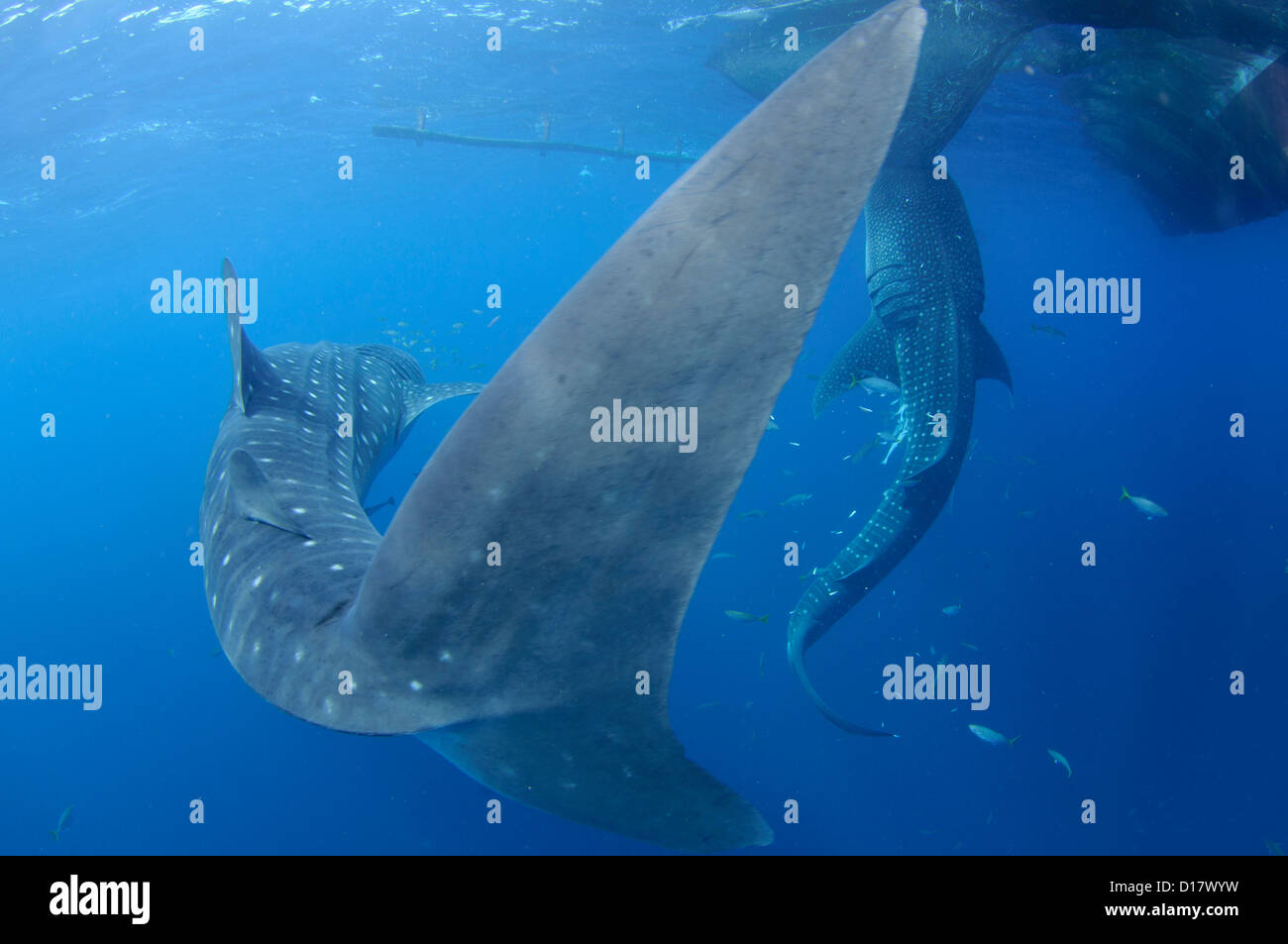 Due whalesharks, Rhincodon typus, feed sul baitfish dato loro da pescatori su Bagan, Cendrawasih Indonesia Foto Stock