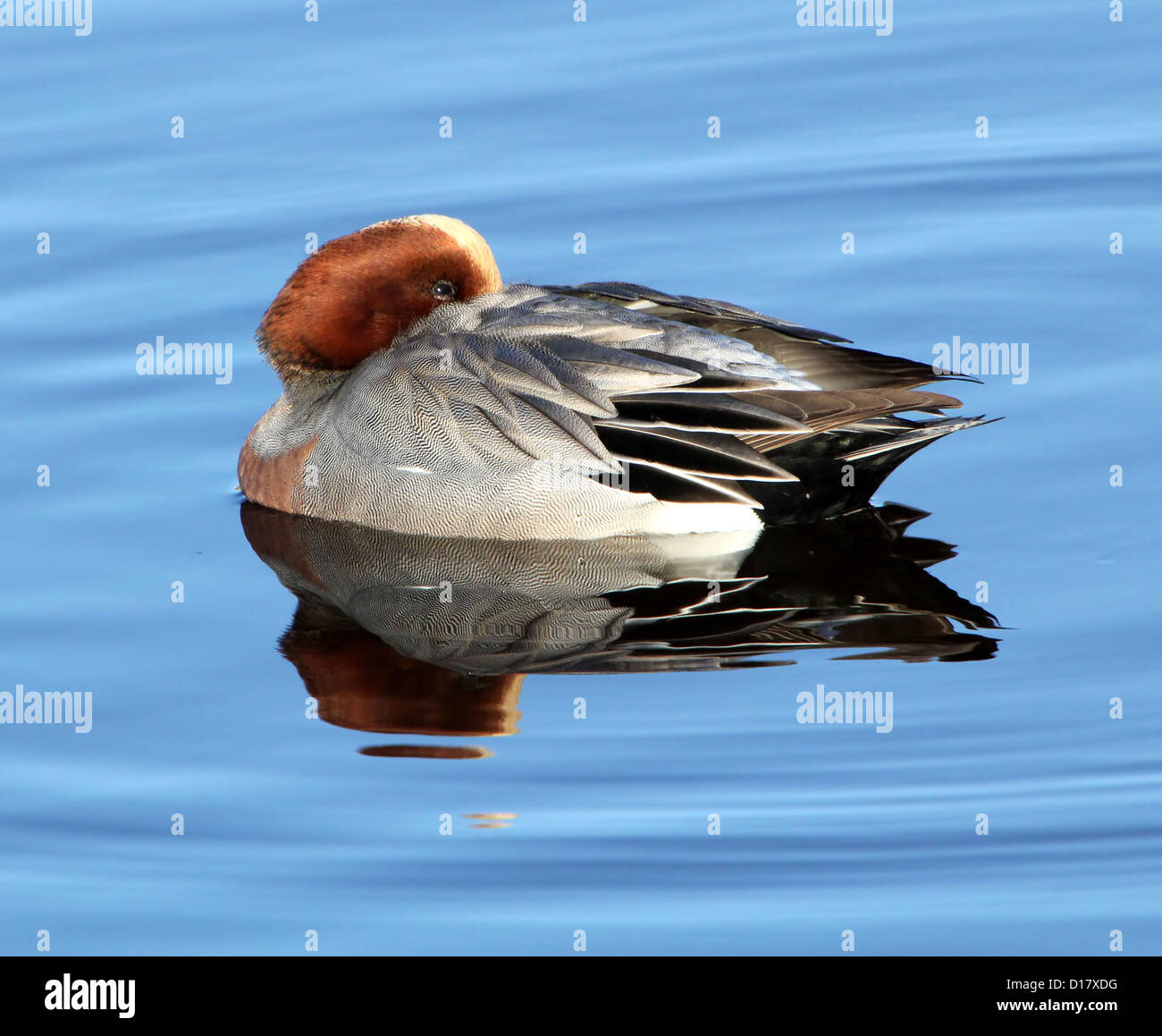 Close-up di un maschio wigeon (fischione - Anas penelope) in inverno piumaggio flottante e di riposo in un lago Foto Stock