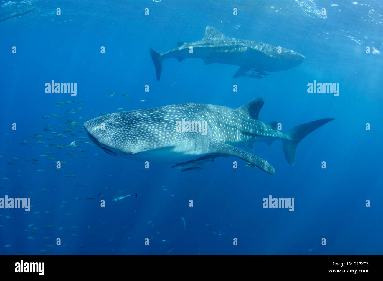 Due whalesharks, Rhincodon typus, feed sul baitfish dato loro da pescatori su Bagan, Indonesia Foto Stock