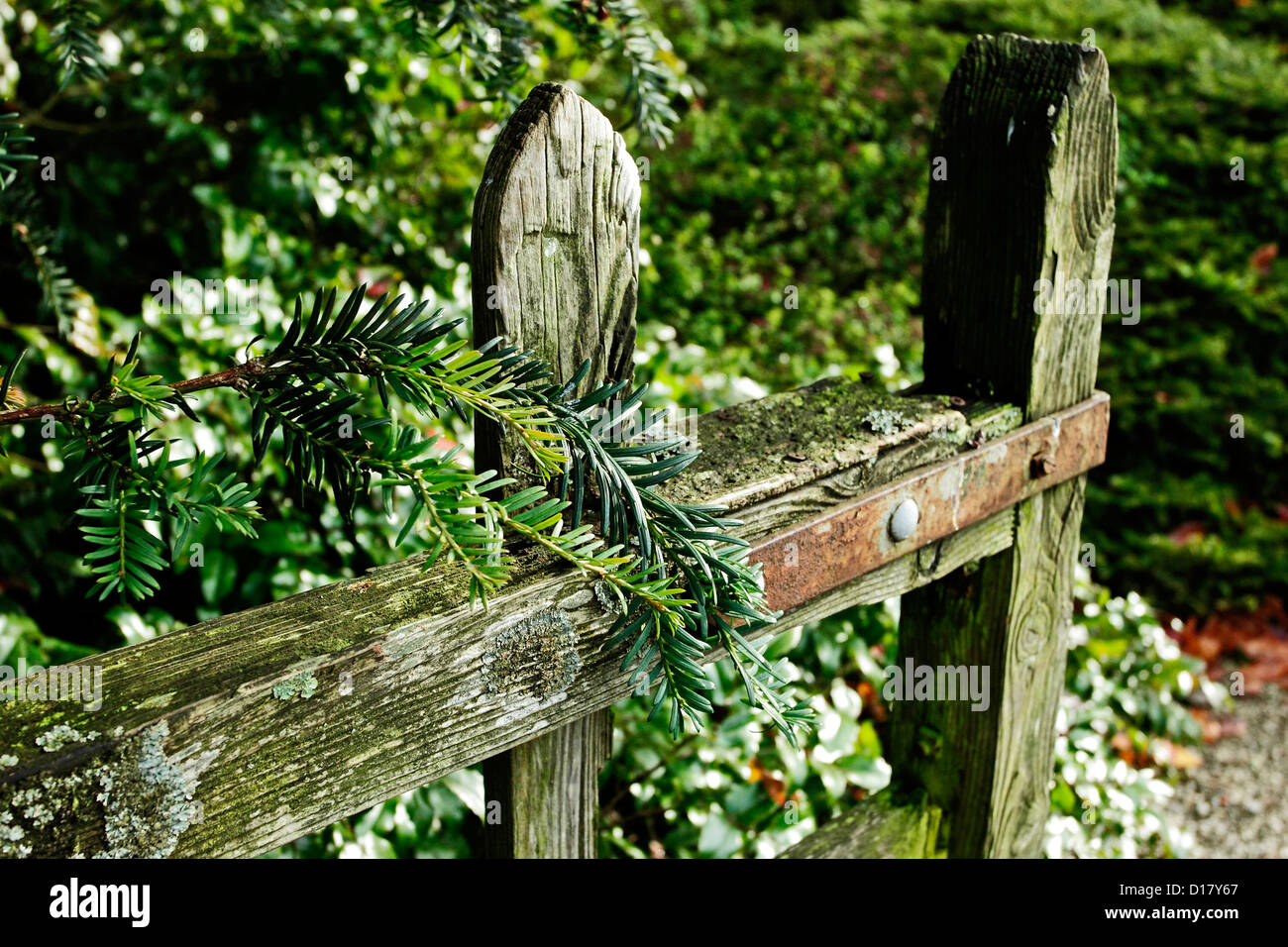 Un rustico cancello in legno di YEW fogliame. Foto Stock