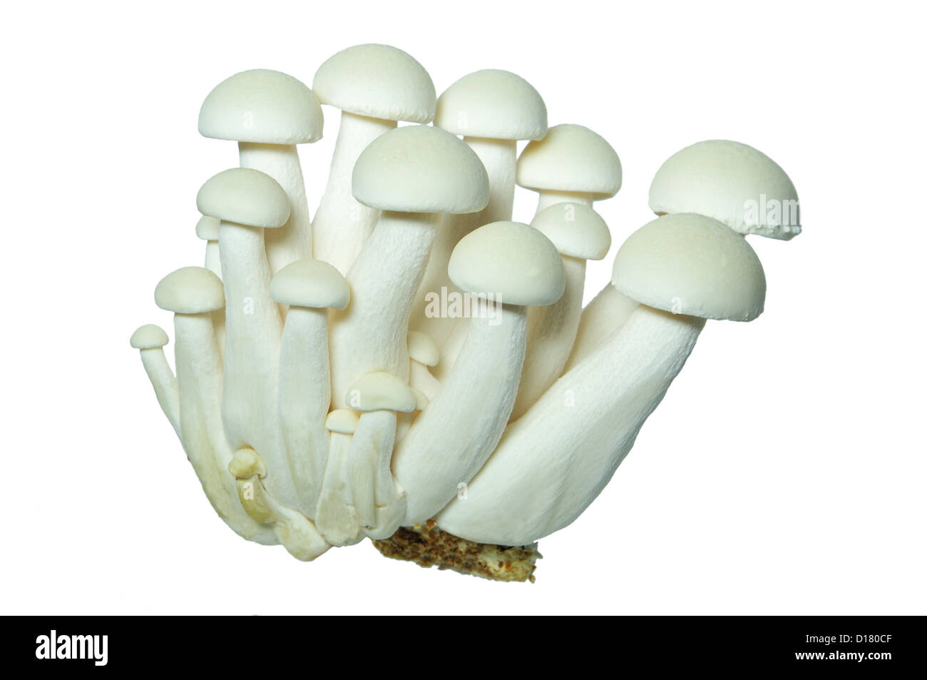 Shiro Shimeji / Buna Pi di funghi Foto Stock