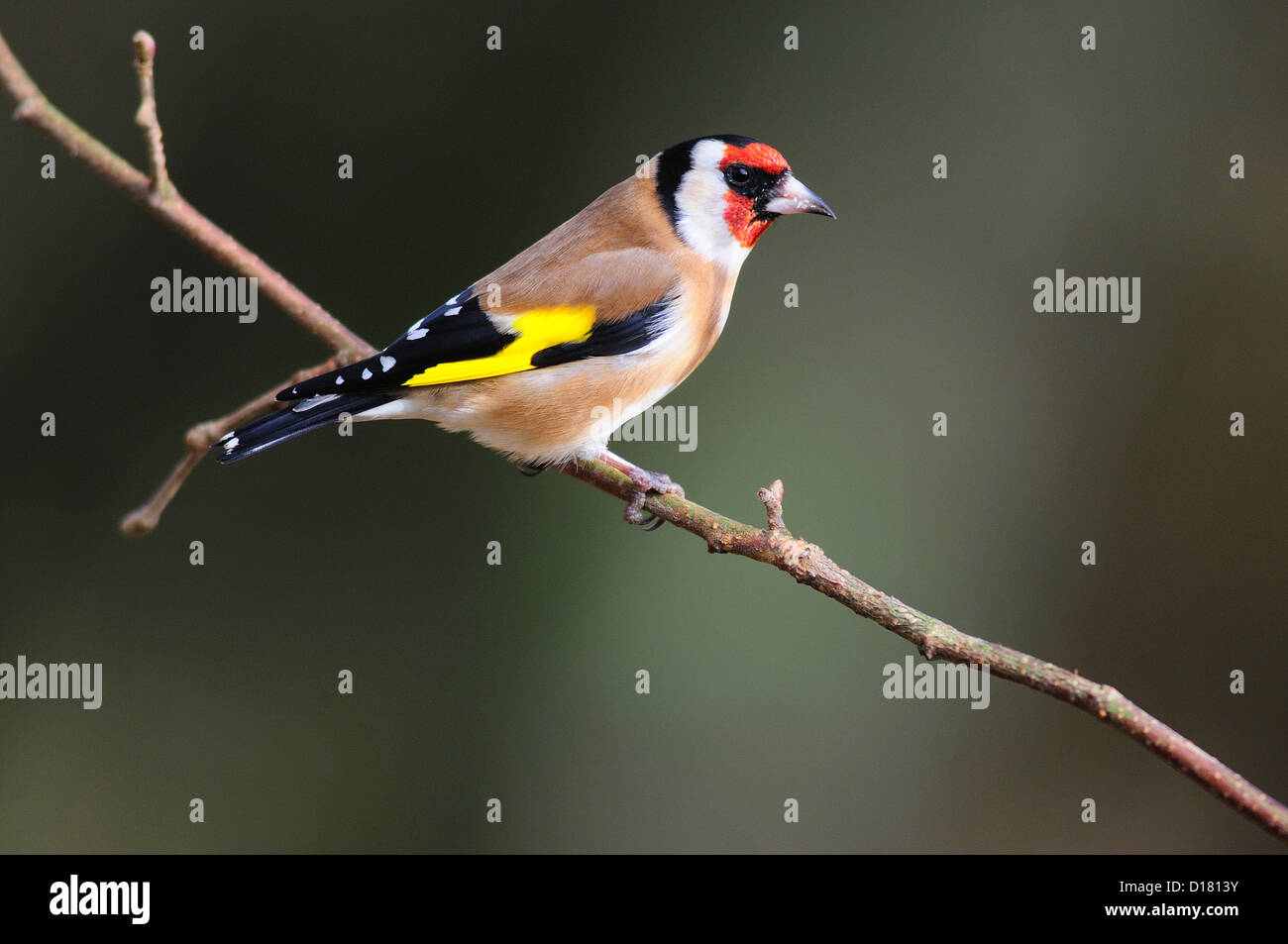Un cardellino su un ramoscello REGNO UNITO Foto Stock