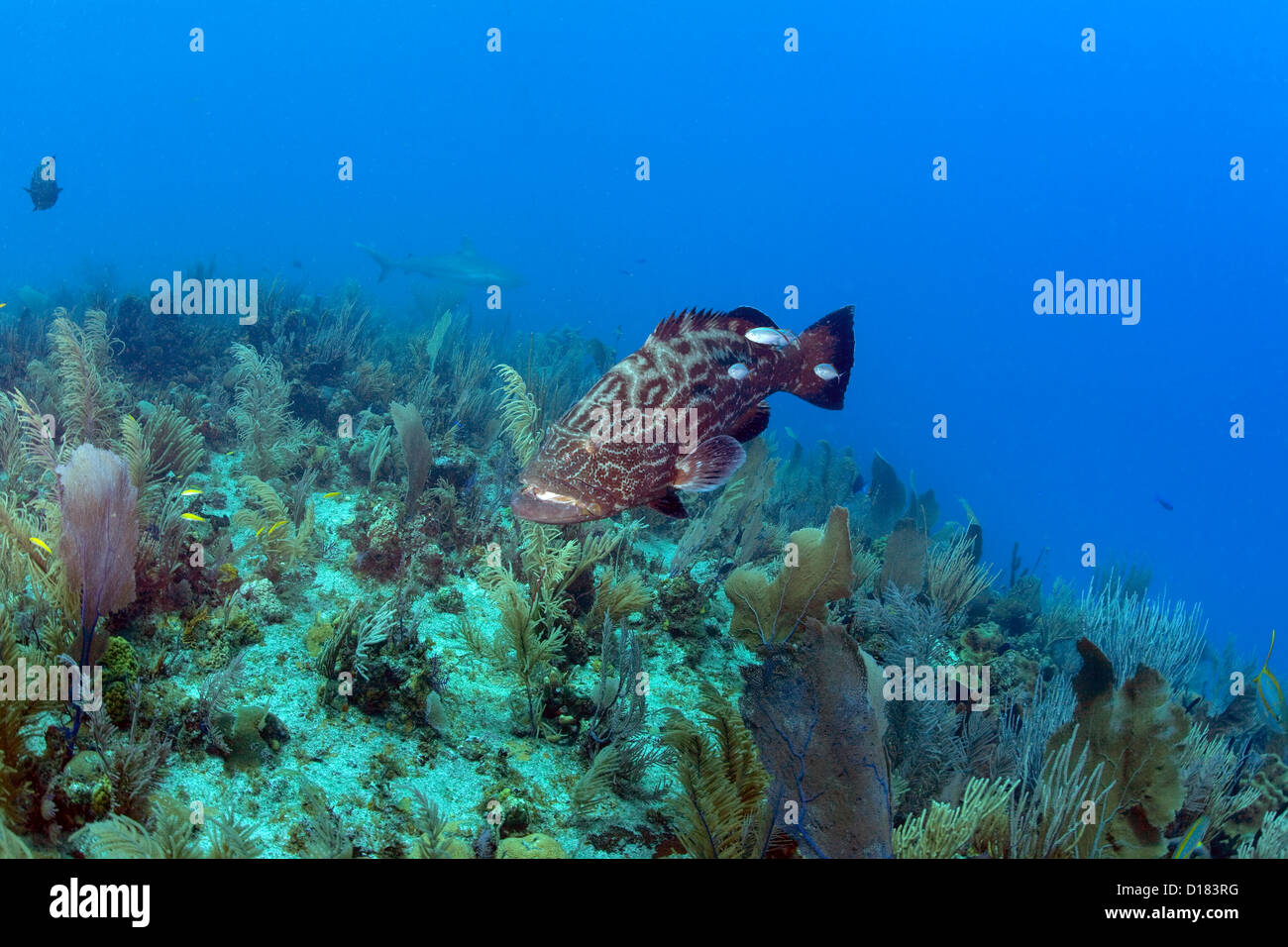Un raggruppatore nuota su una barriera corallina. Foto Stock