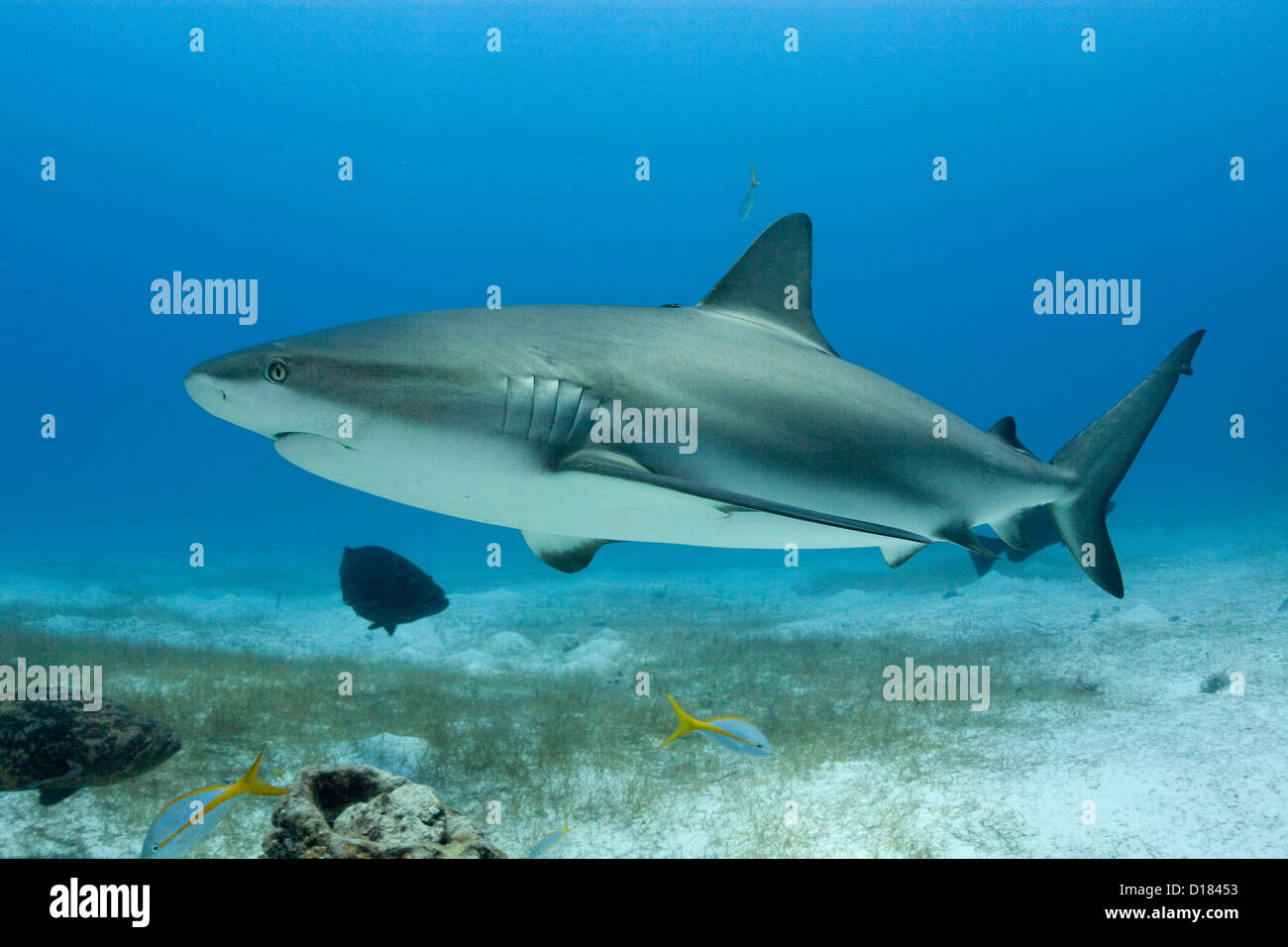 Caribbean reef shark Foto Stock