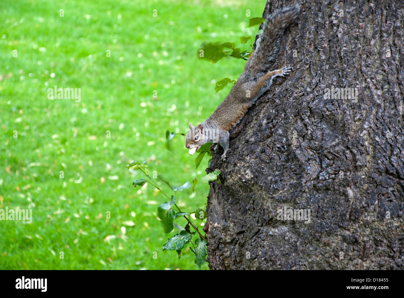 Scoiattolo grigio sul tronco di albero con una nocciolina nella sua bocca Foto Stock