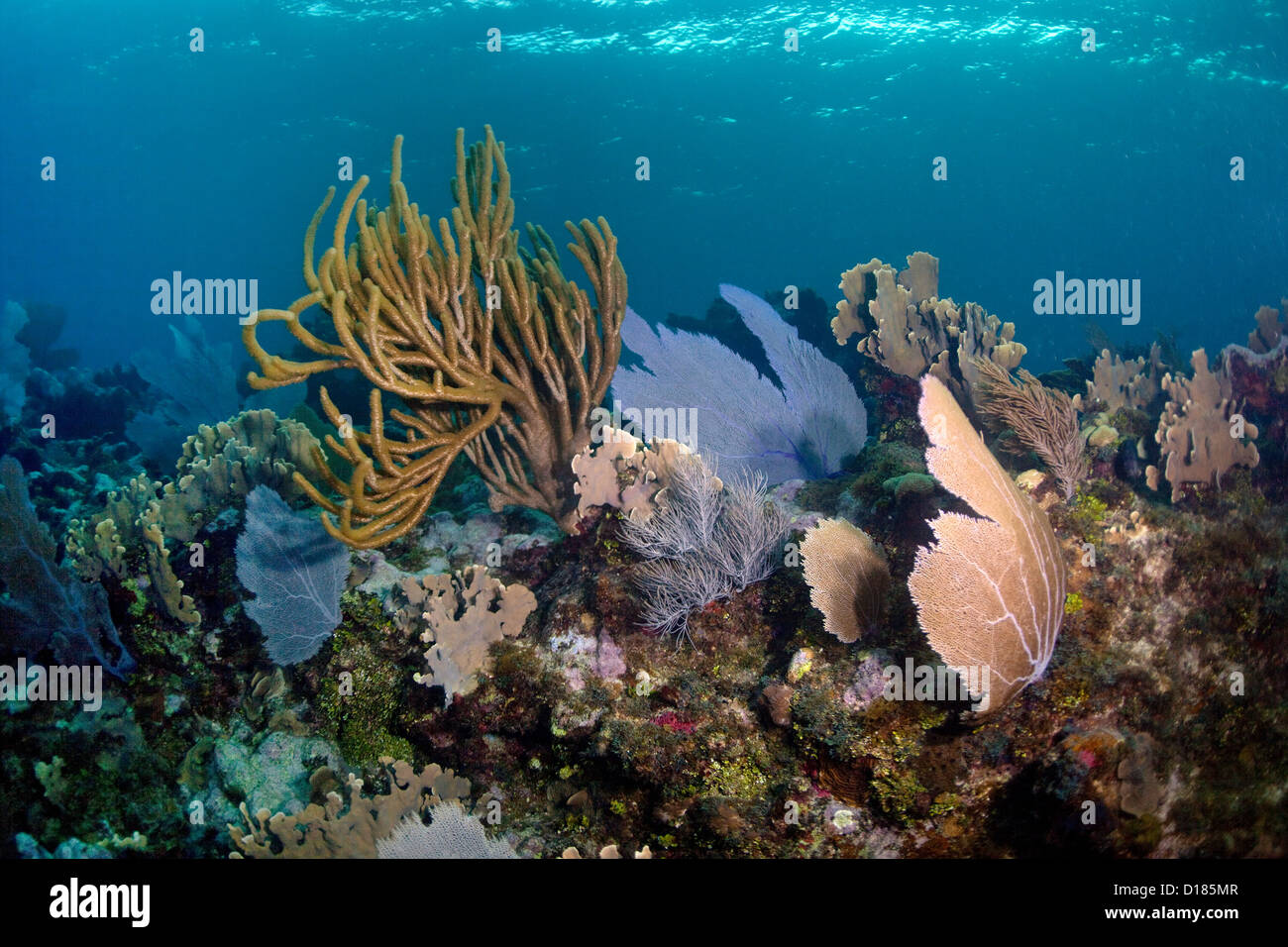 Una sana barriera corallina al largo delle isole del Cigno, Honduras. Foto Stock