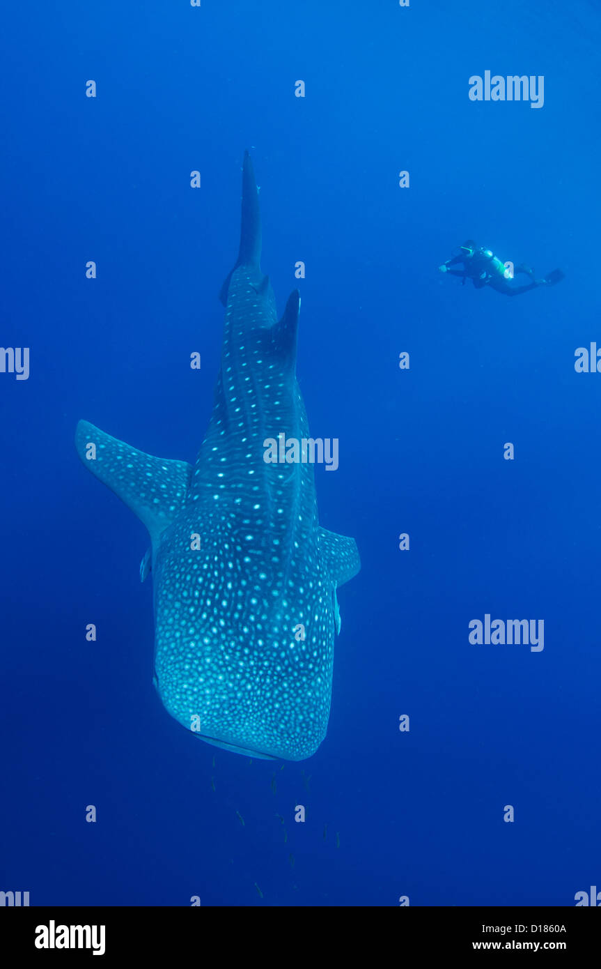 Diver controlla una whaleshark, Rhincodon typus, intorno a bagan o la pesca tradizionale recipiente, Cendrawasih Bay, Papua, Indonesia Foto Stock