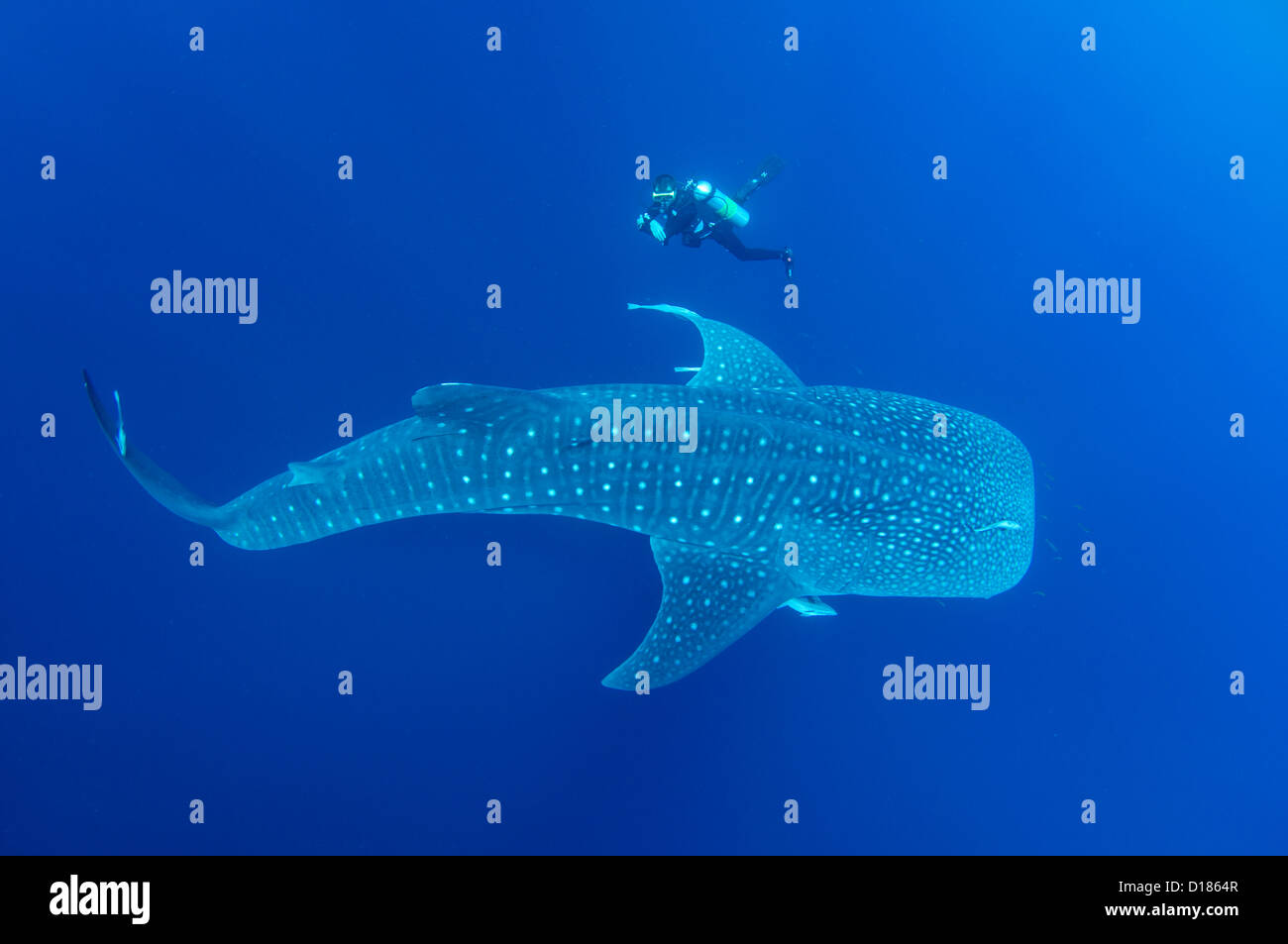 Diver controlla una whaleshark, Rhincodon typus, intorno a bagan o la pesca tradizionale recipiente, Cendrawasih Bay, Papua, Indonesia Foto Stock