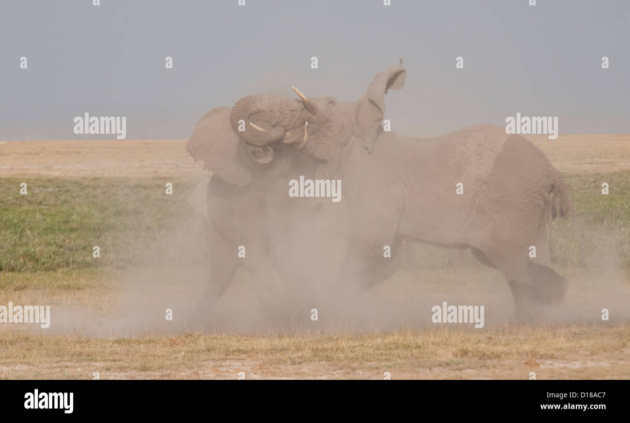 Due Paesi africani bull elefanti combattimenti Foto Stock