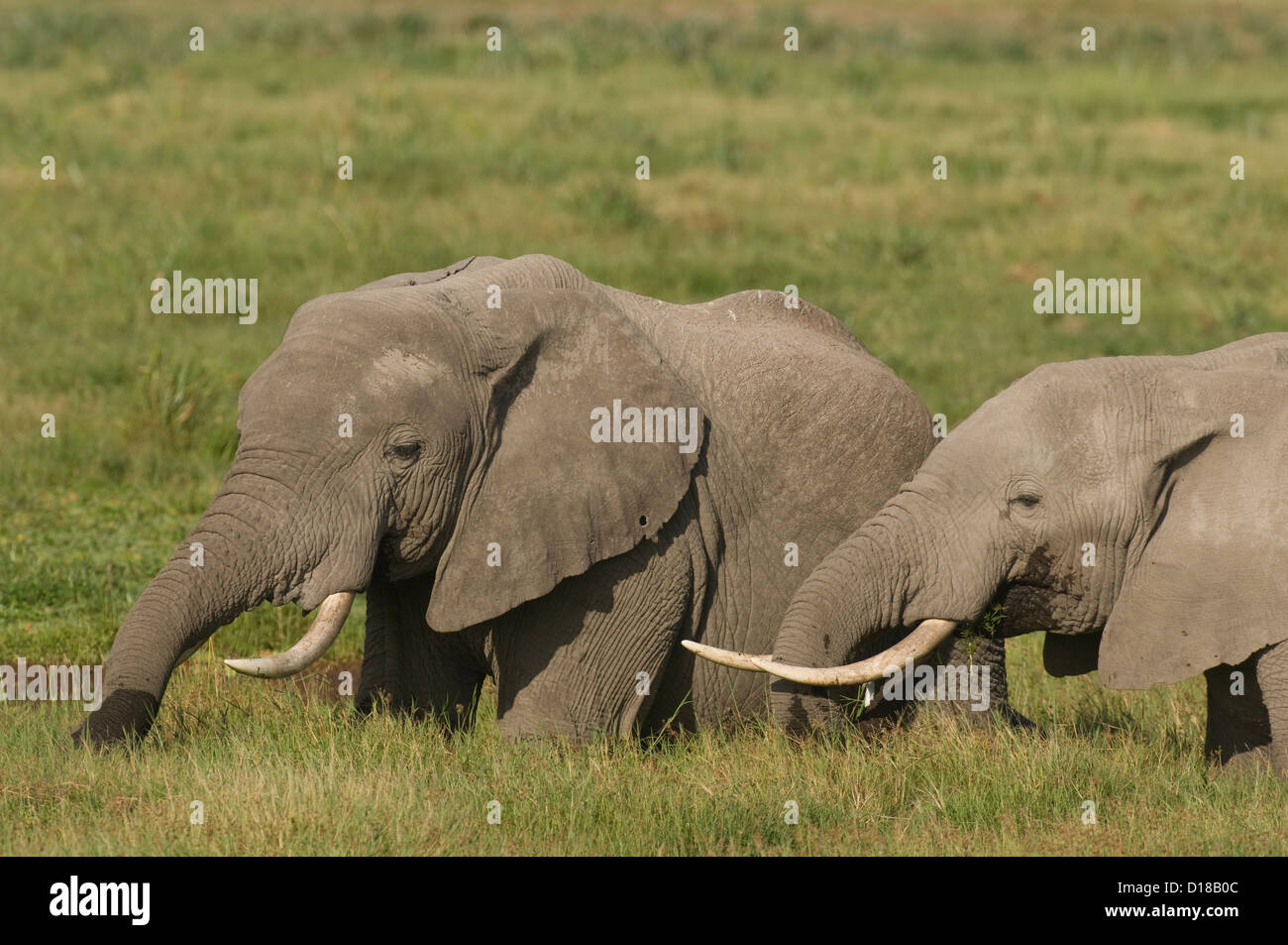 Due elefanti africani nella palude di mangiare a fianco a fianco Foto Stock