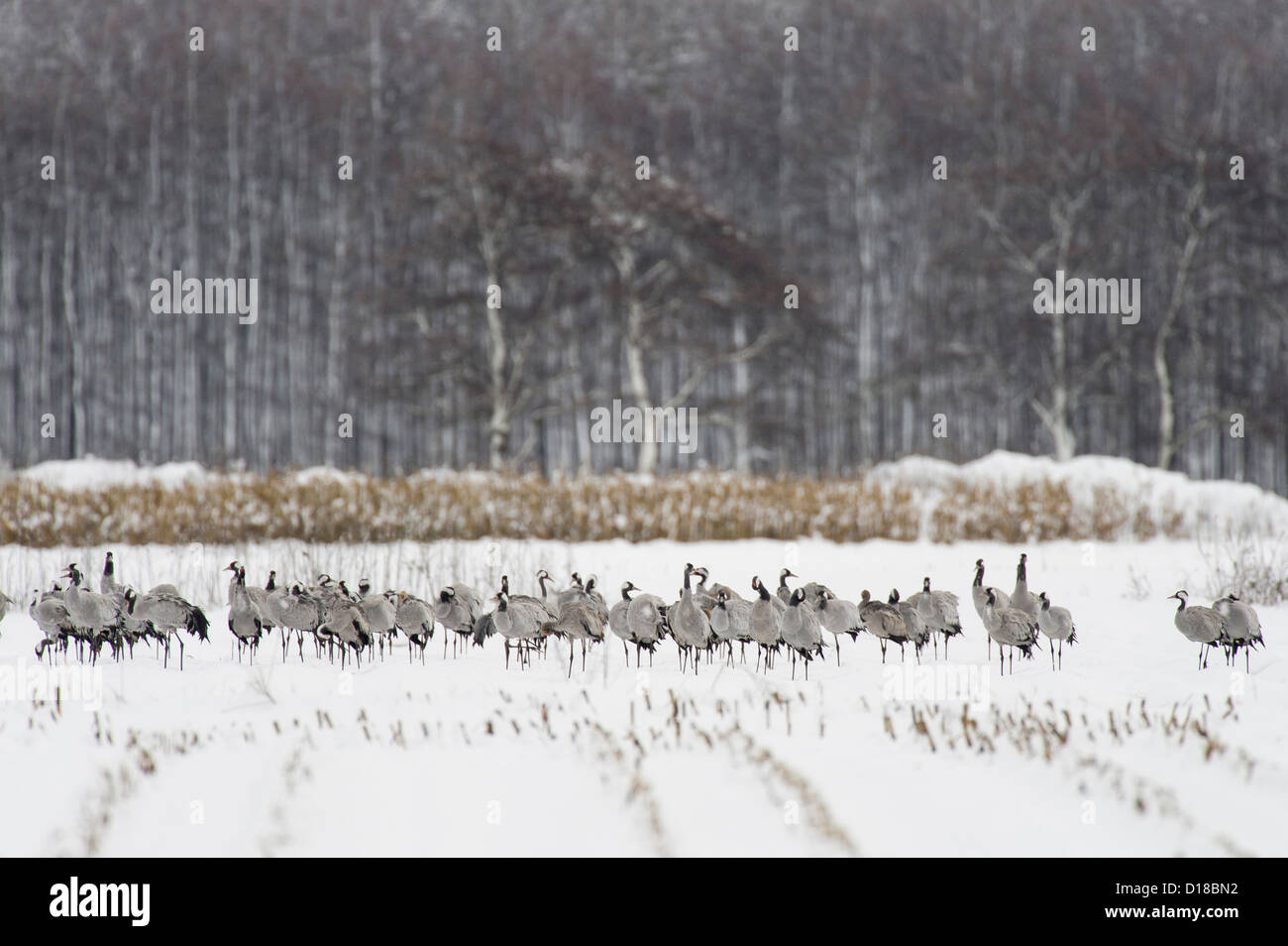 Gru (grus grus) su strade coperte di neve campo, Bassa Sassonia, Germania Foto Stock