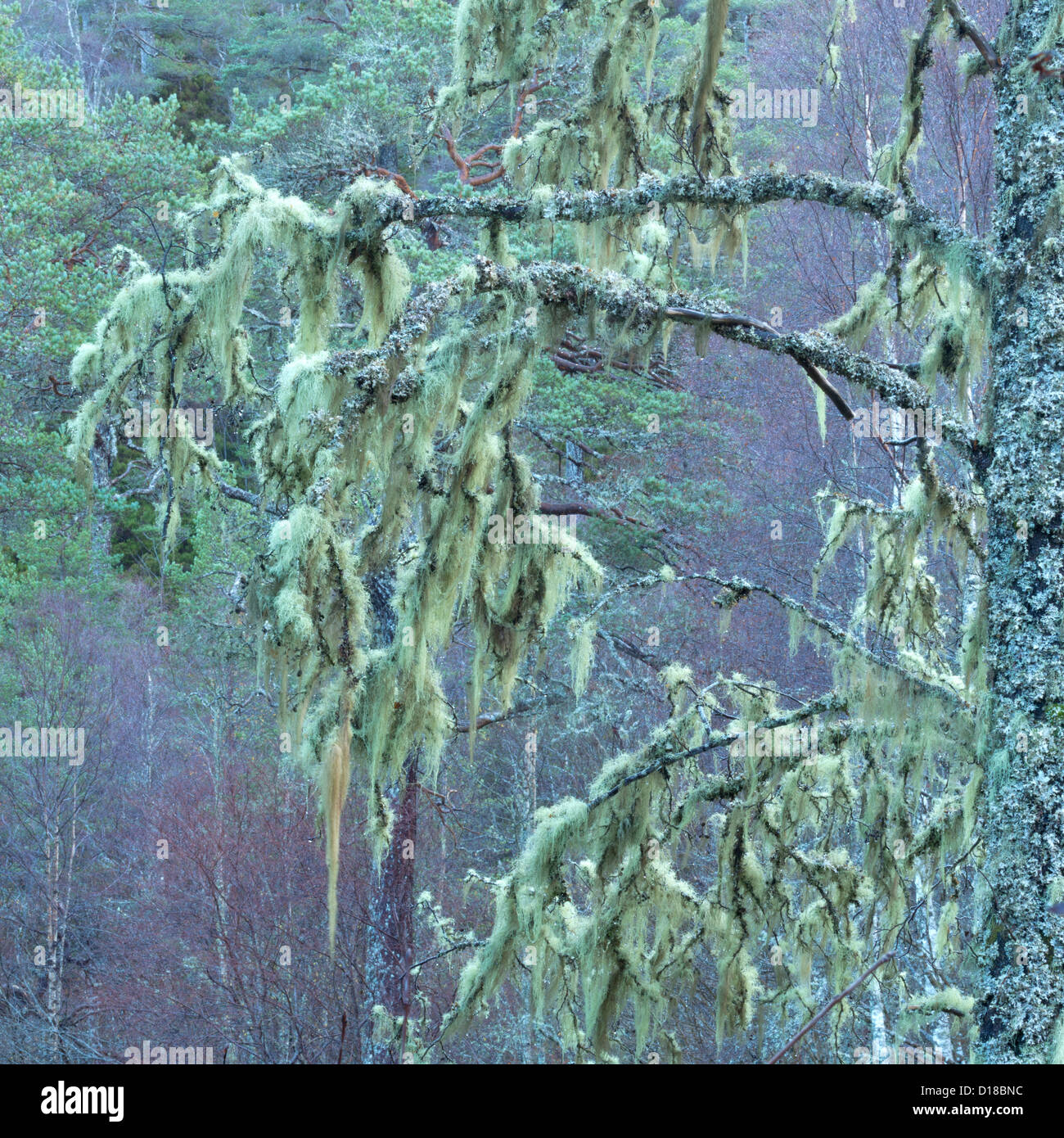 Il Lichen su un antico argento betulla in Glen Affric, Invrness-shire, Scozia. Foto Stock