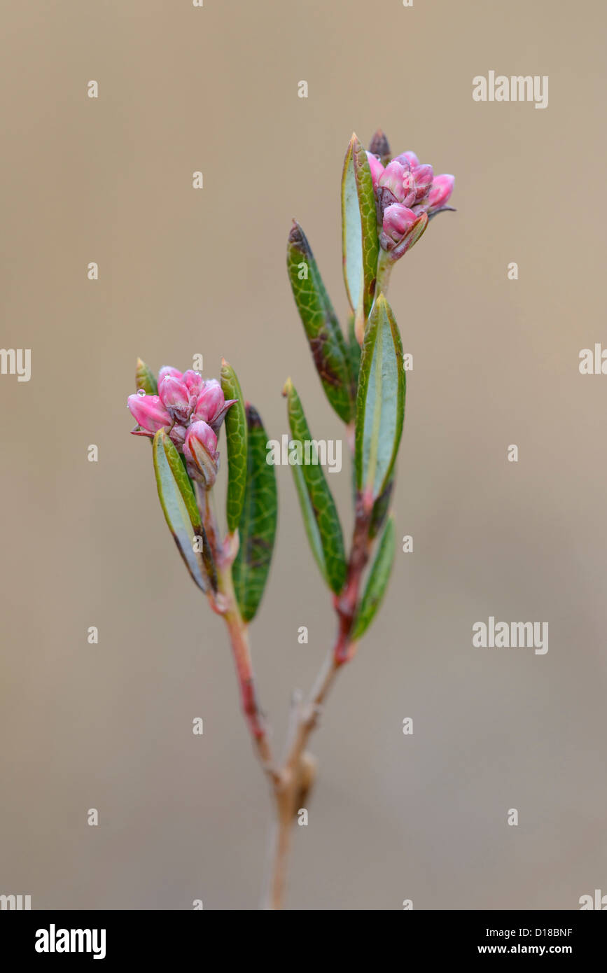 Bog rosmarino, Andromeda polifolia, Bassa Sassonia, Germania Foto Stock