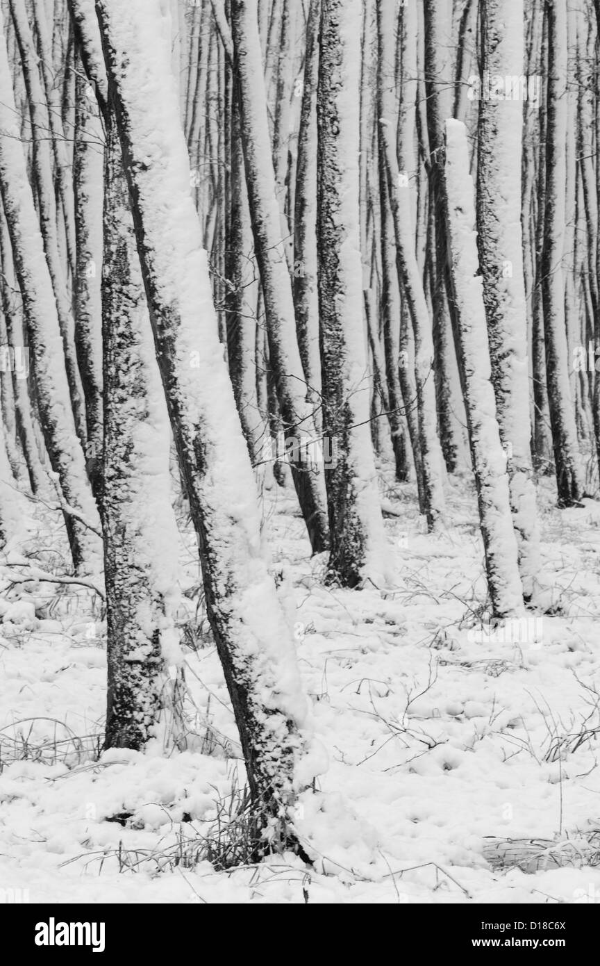 Inverno sagome, Bassa Sassonia, Germania Foto Stock