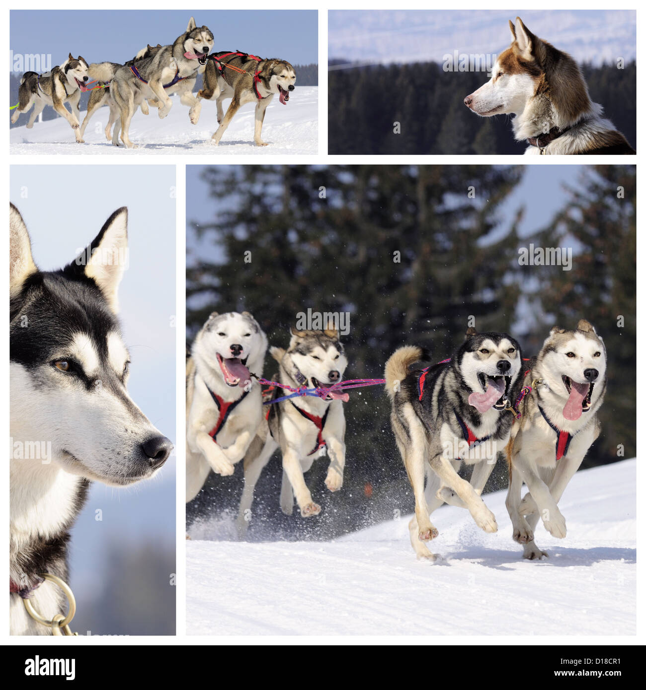 Attività Sportive i cani sono in esecuzione nella neve montagna in inverno Foto Stock