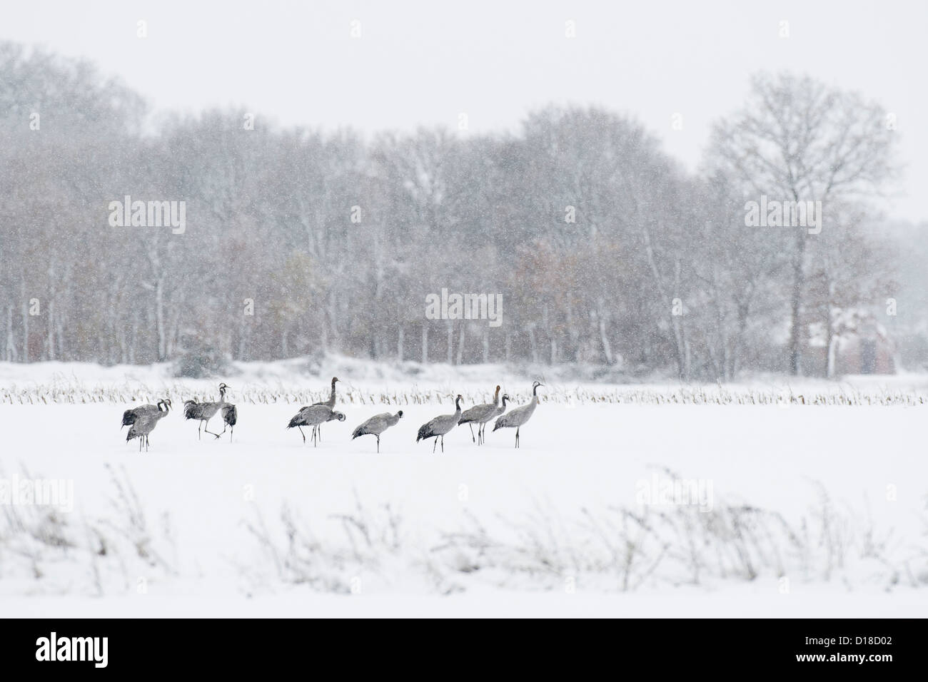 Gru (grus grus) su strade coperte di neve campo, Bassa Sassonia, Germania Foto Stock