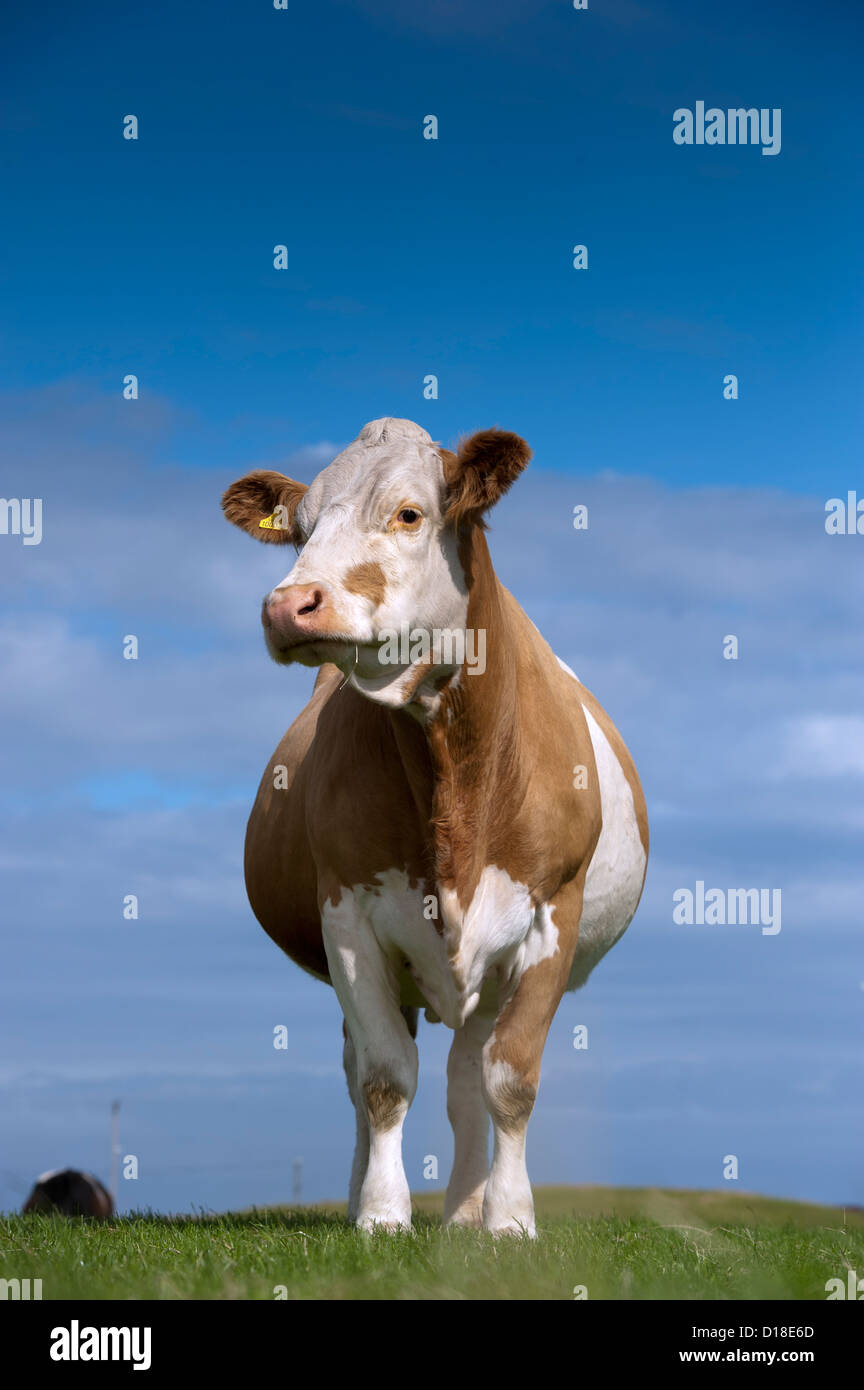 Simmental beef cow su pascolo contro un cielo blu. Isola di Tiree, Scozia. Foto Stock
