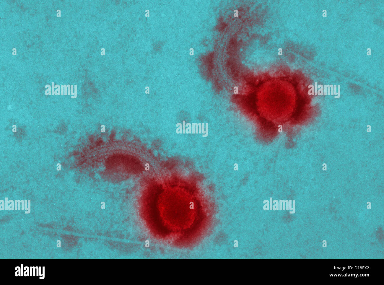 Micrografia elettronica di un batteriofago Foto Stock