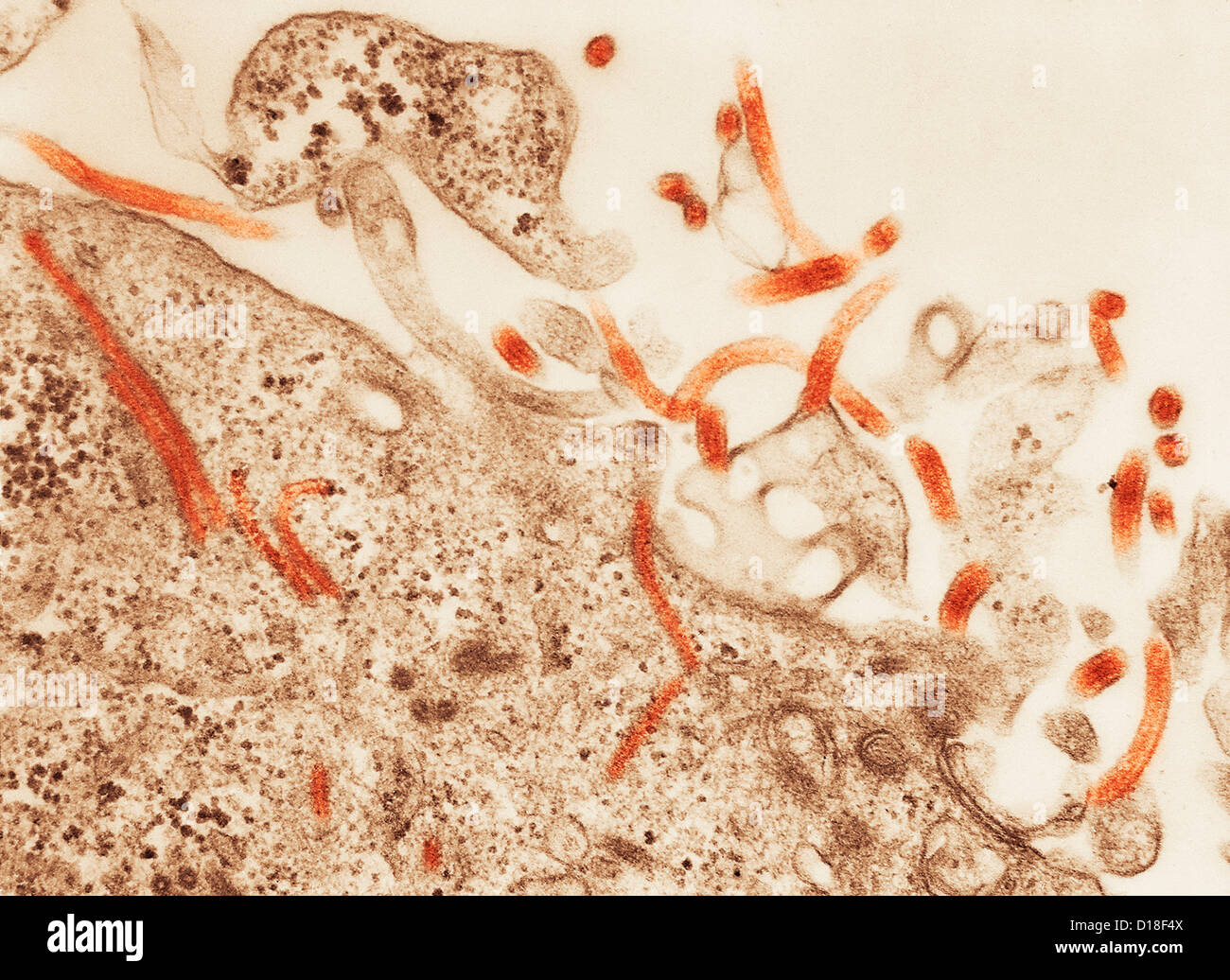 Microscopio elettronico a trasmissione del virus Ebola Foto Stock