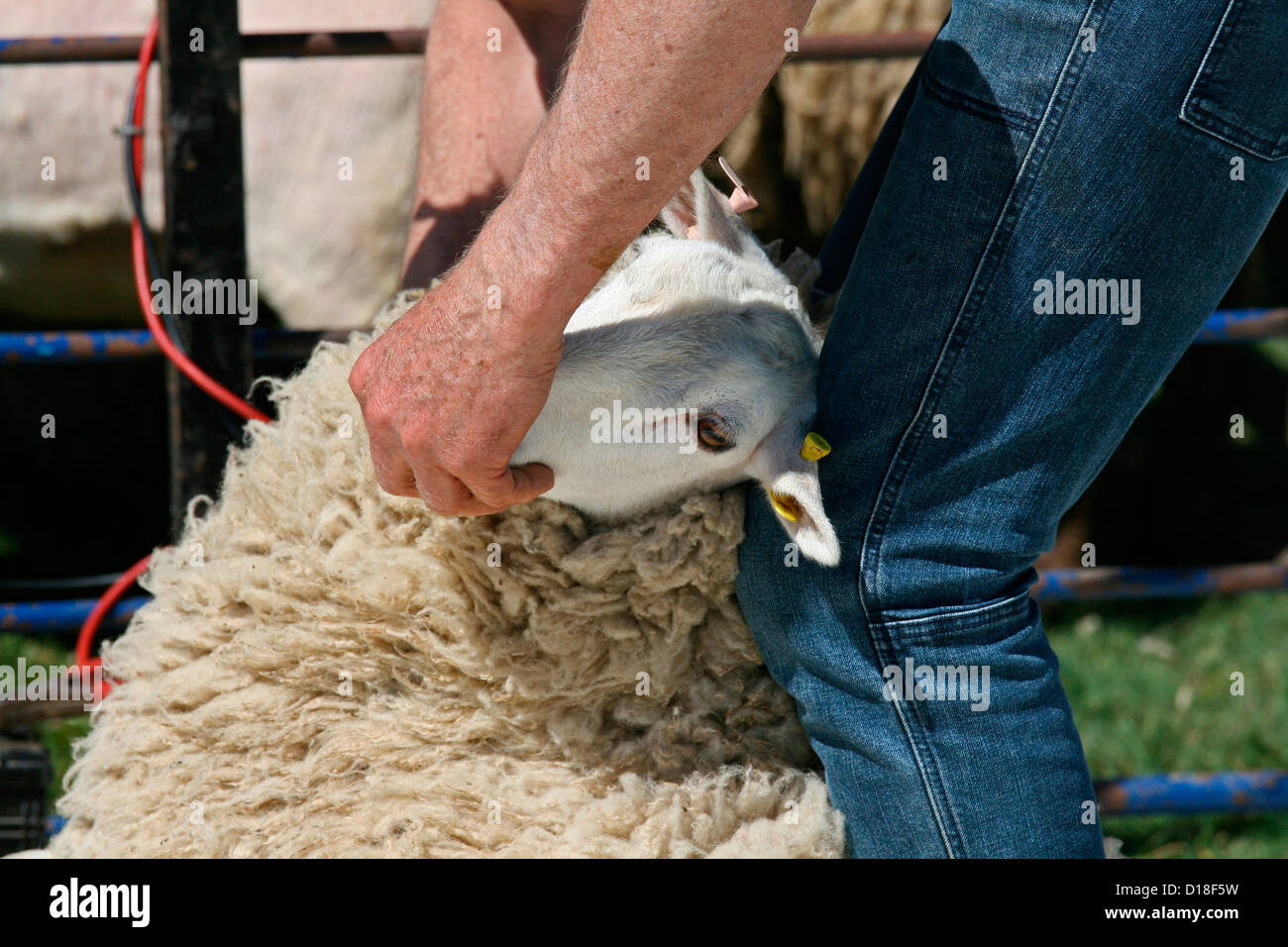 La tosatura delle pecore presso un paese giusto / Agricultural show. Shearer tenendo la testa di pecora Foto Stock