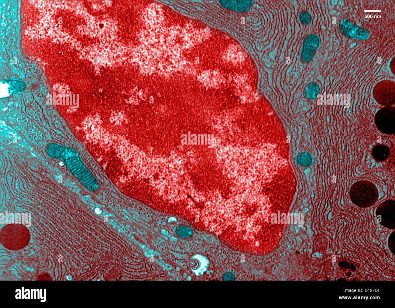 Microscopio elettronico a trasmissione del pancreas Foto Stock