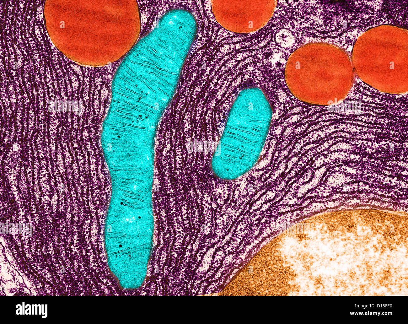 Microscopio elettronico a trasmissione del pancreas Foto Stock