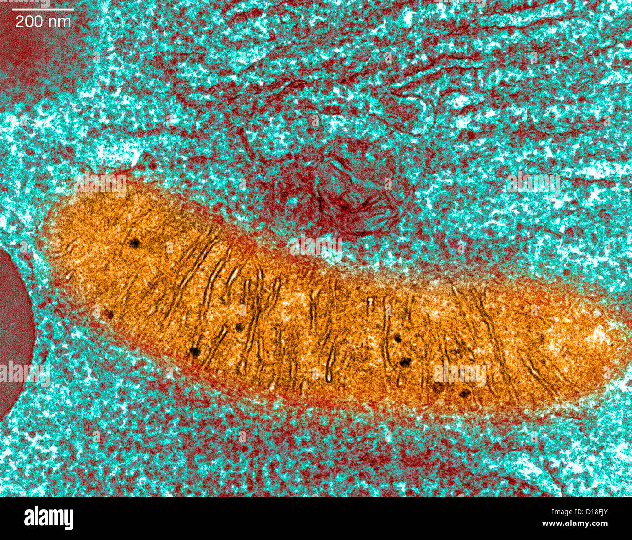 Microscopio elettronico a trasmissione del pancreas Foto Stock