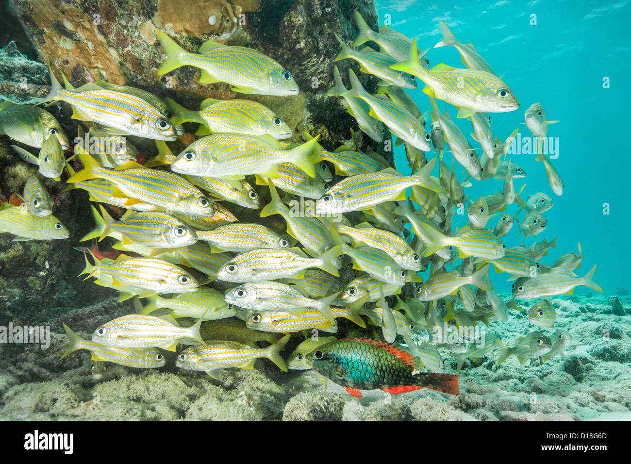 Scuola di pesce alla scogliera sottomarina Foto Stock