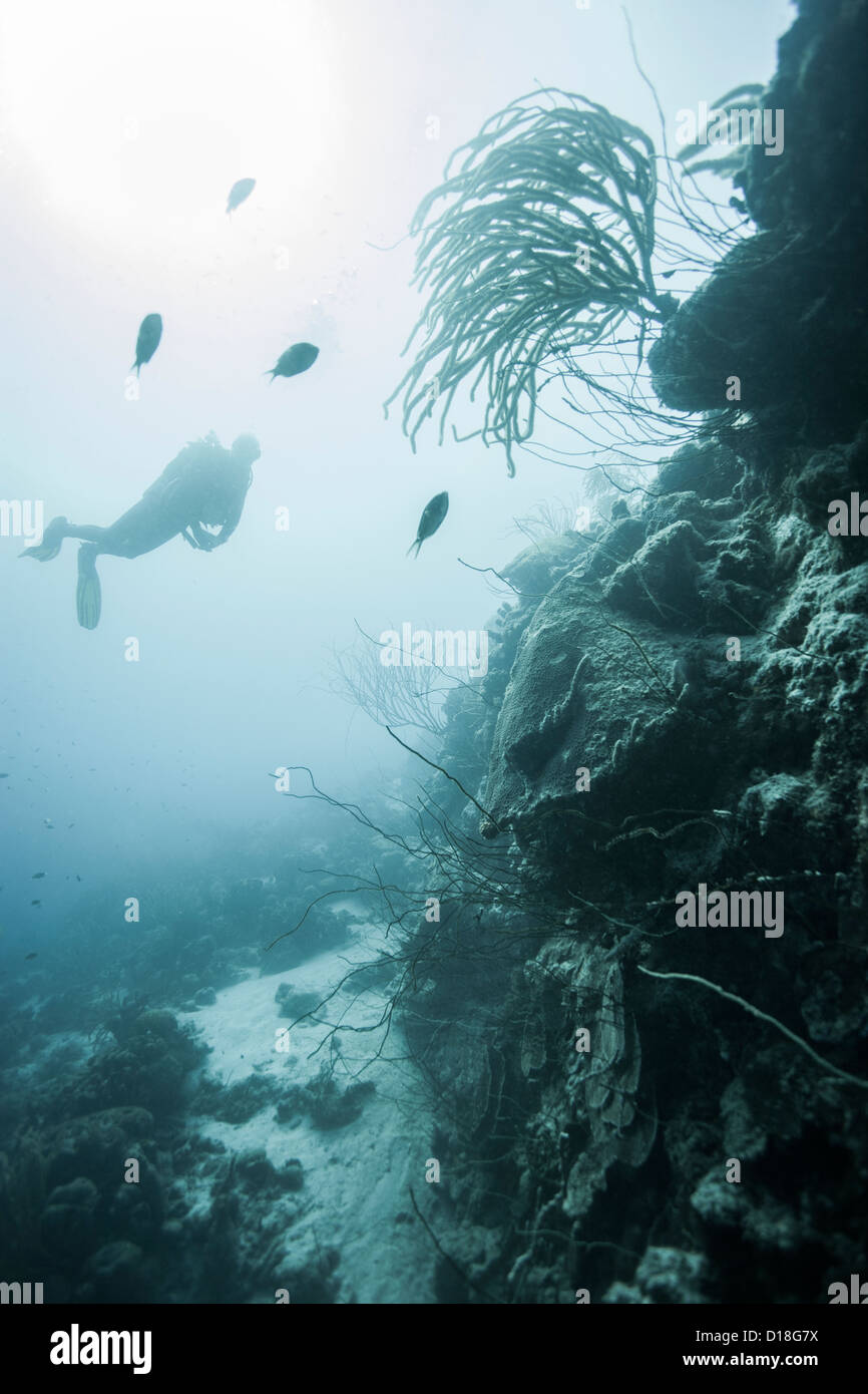 Diver esaminando scogliera sottomarina Foto Stock