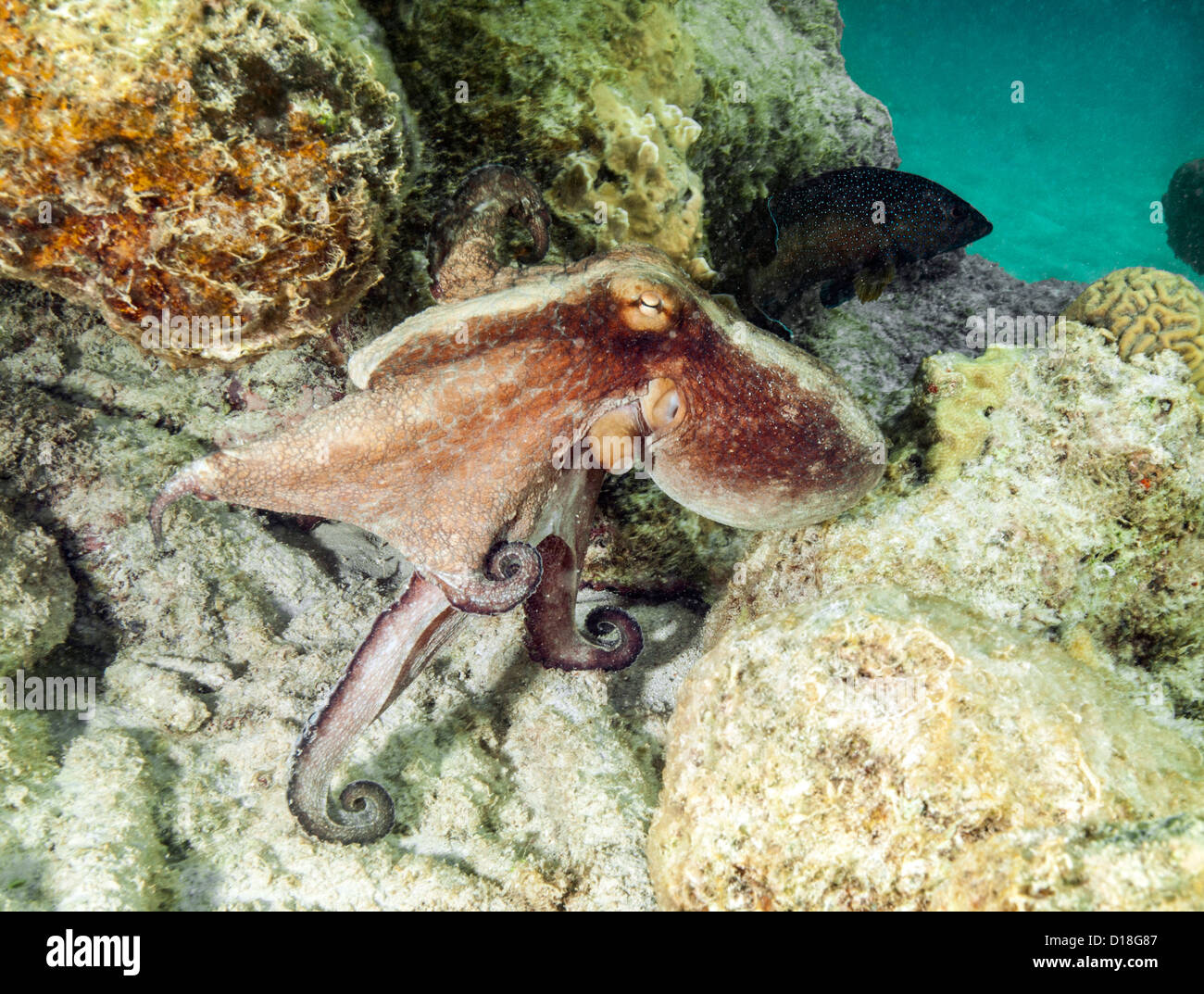 Octopus nuoto alla scogliera sottomarina Foto Stock