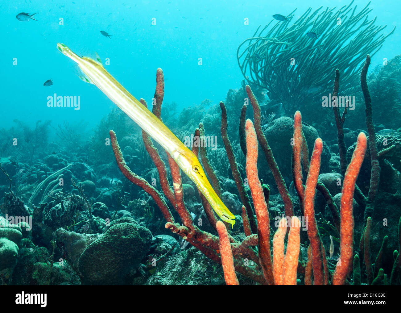 Trumpetfish alla scogliera sottomarina Foto Stock