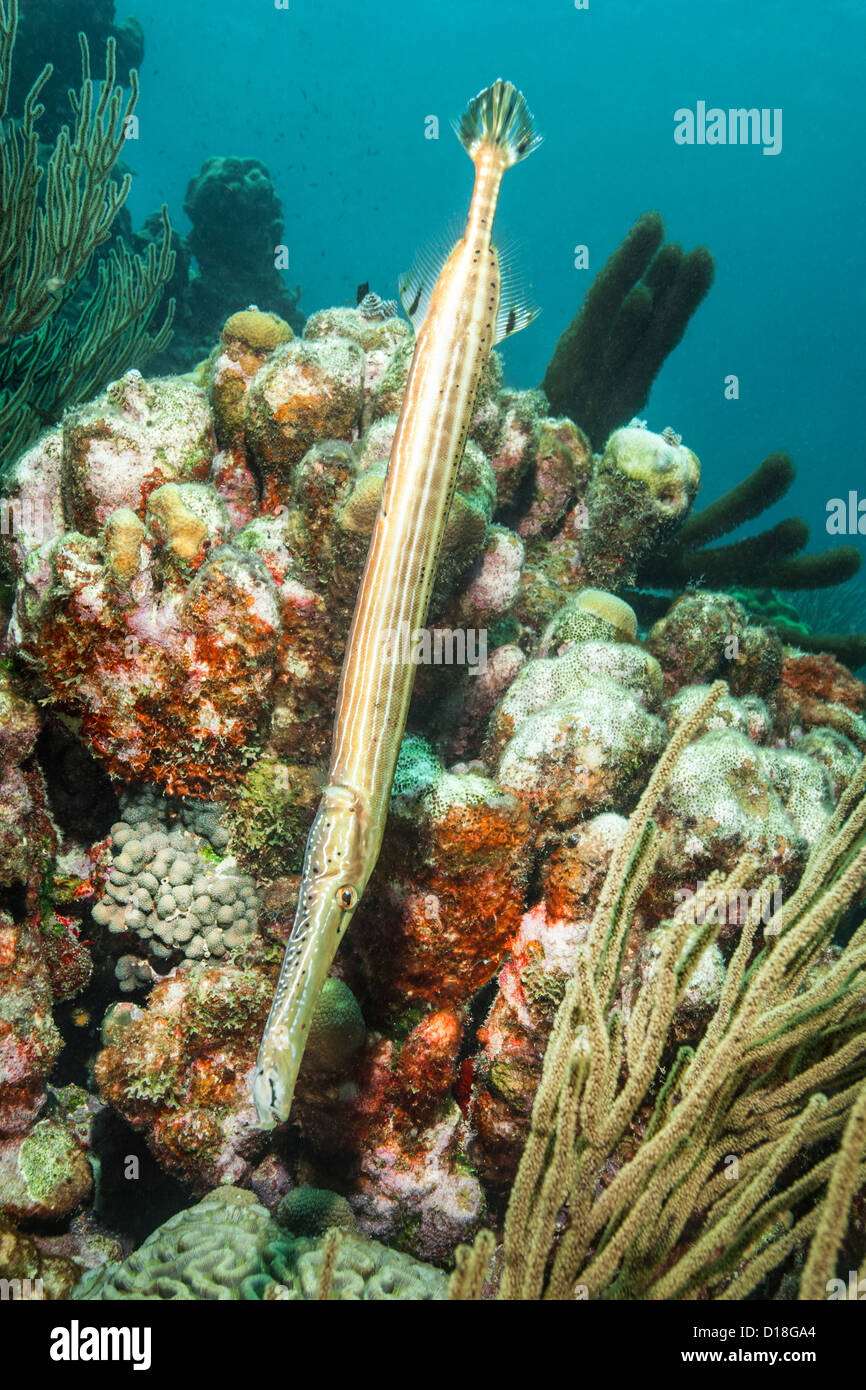 Trumpetfish nuoto alla scogliera sottomarina Foto Stock