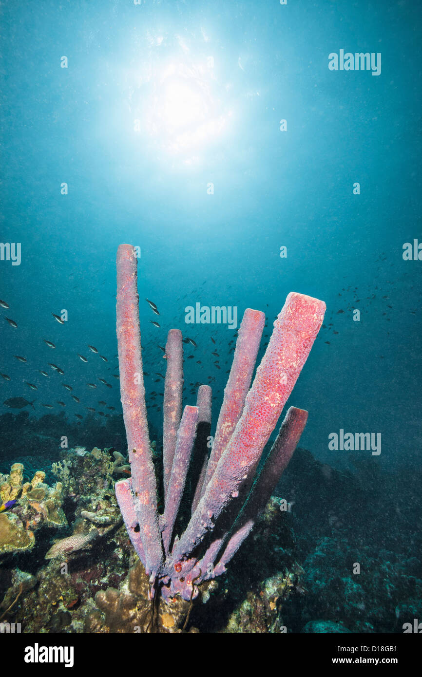 Coral crescente sulla scogliera sottomarina Foto Stock