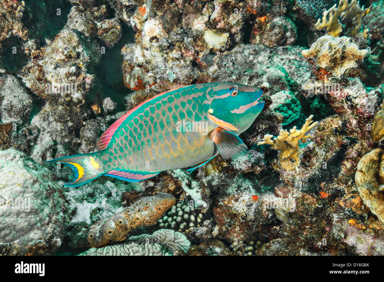 Pesce Pappagallo - Il nuoto alla scogliera sottomarina Foto Stock