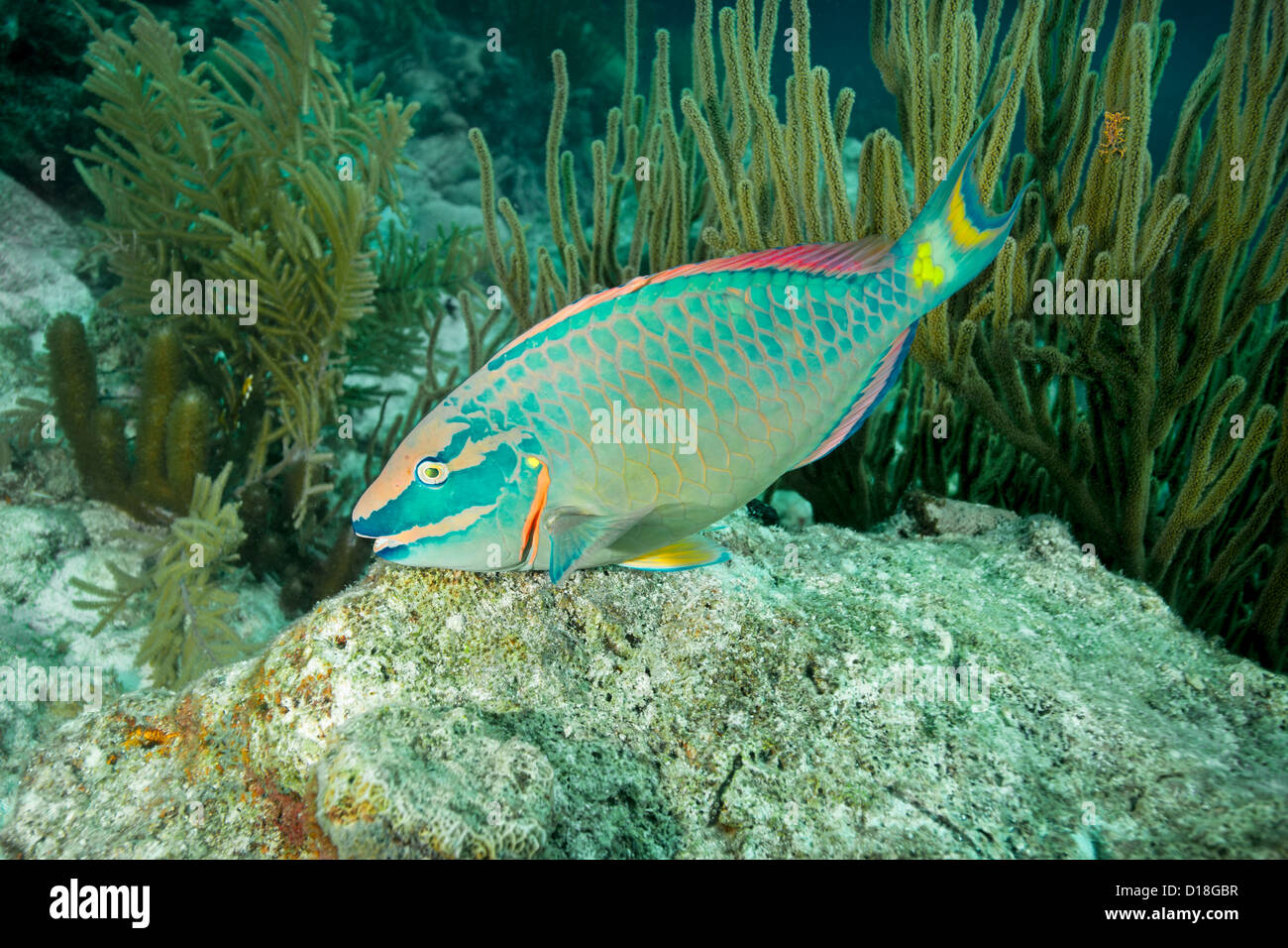 Pesce Pappagallo - Il nuoto alla scogliera sottomarina Foto Stock