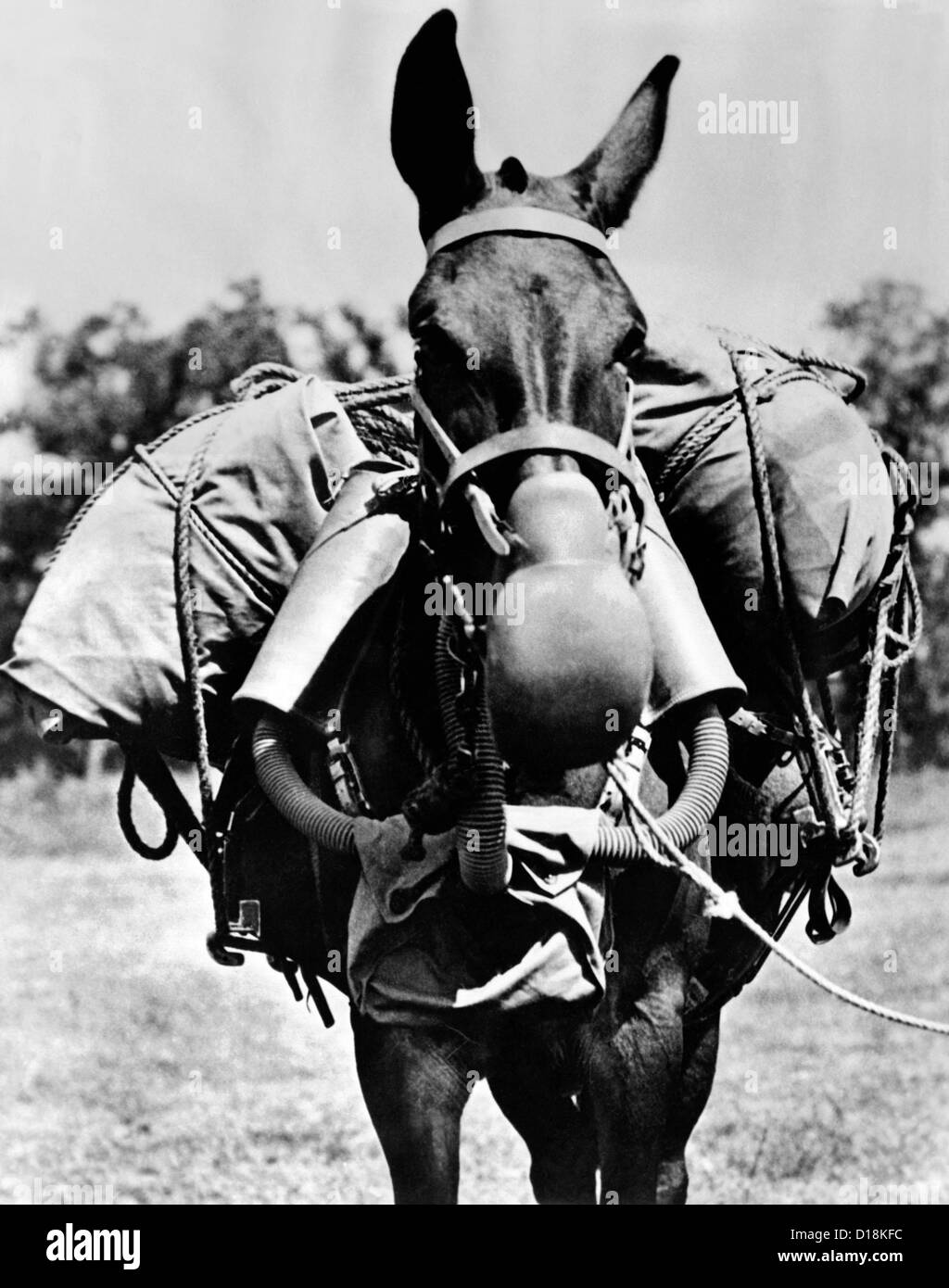 Esercito mulo indossando am M-5 tipo di maschera a gas. La maschera pesa 15 libbre consistente di museruola collegato ad aria barattoli di depurazione, Foto Stock