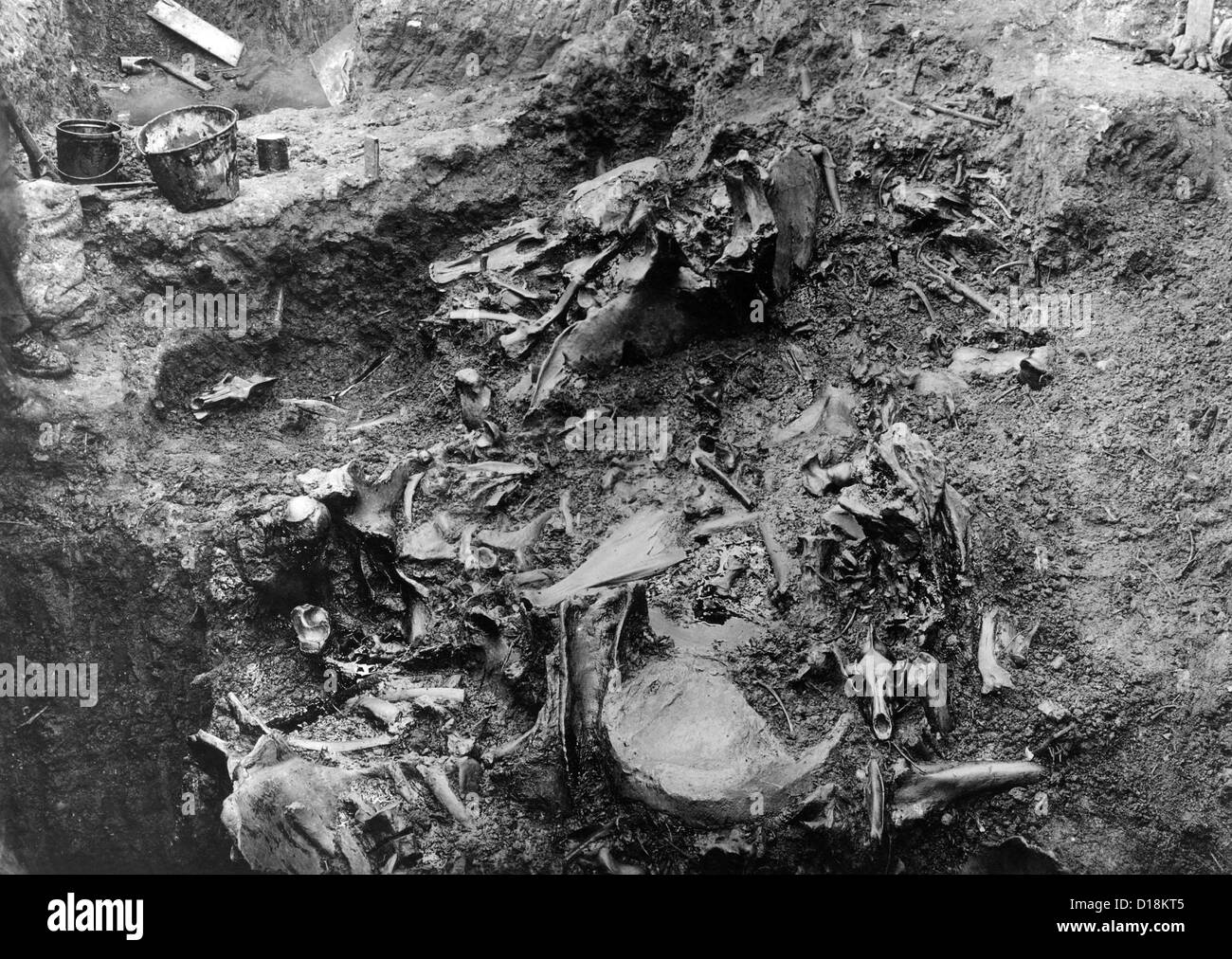La Brea Tar Pit. Close-up di massa di ossa di animali preistorici trovati nei depositi di asfalto di Rancho La Brea. Asphaltum o tar Foto Stock