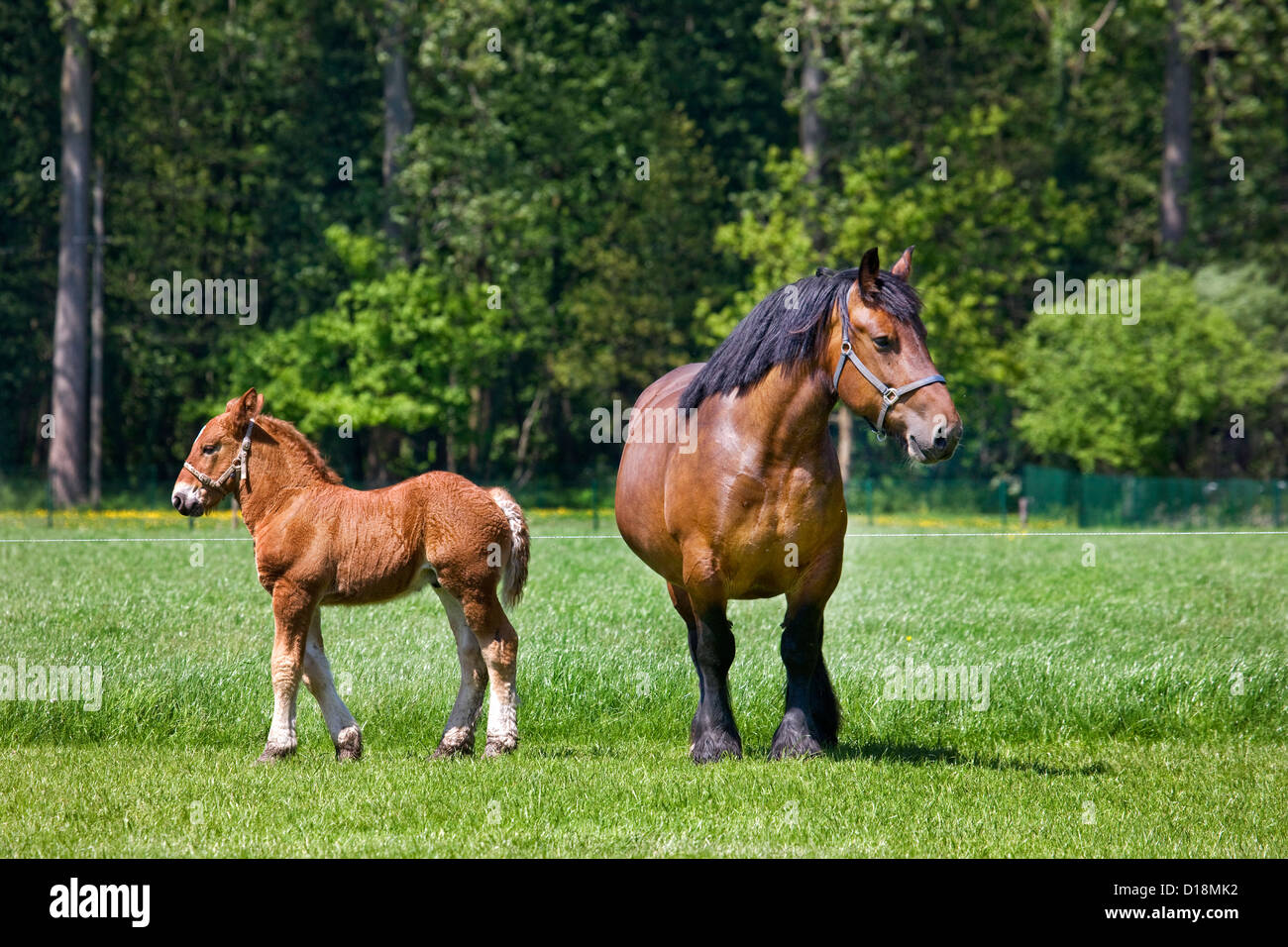 Puledro e mare progetto belga cavallo / belga cavallo pesante / Brabançon / Brabant, progetto di cavallo di razza in Belgio Foto Stock