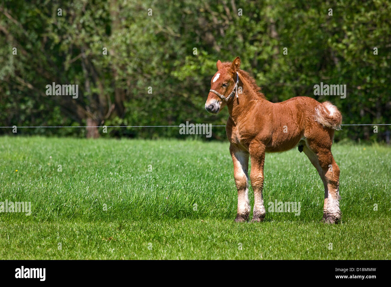 Progetto belga cavallo / belga cavallo pesante / Brabançon / Brabant, puledro in pascolo, Belgio Foto Stock