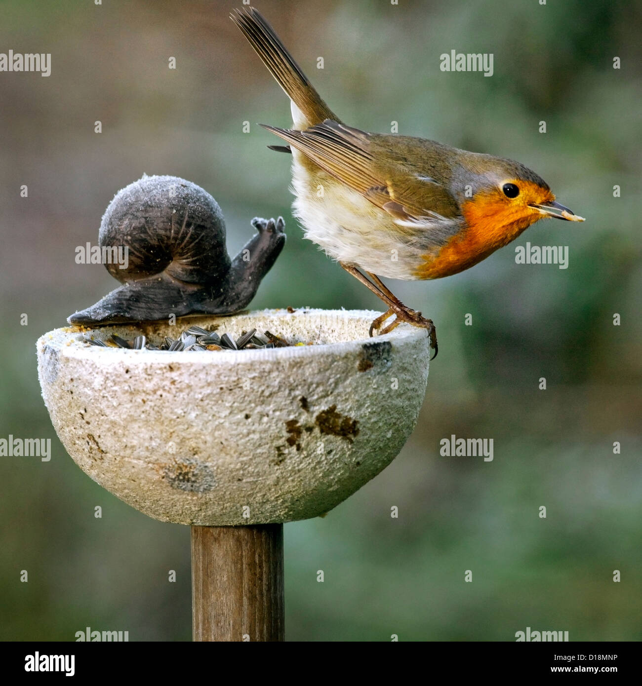 Unione Robin (Erithacus rubecula) su bird feeder nel giardino in inverno Foto Stock