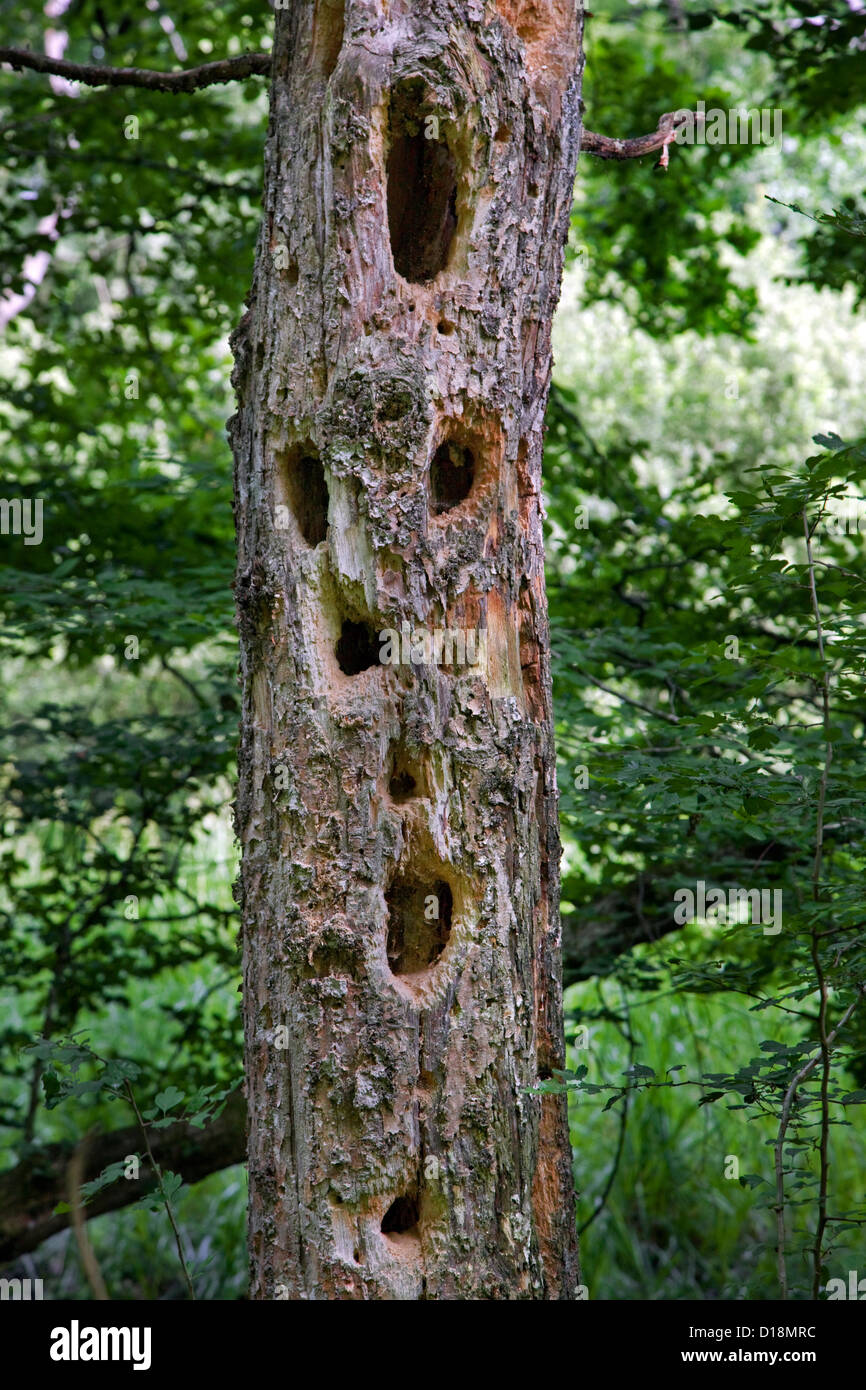 Morto tronco di albero nella foresta invasa da scaglie di grandi fori da un picchio Foto Stock