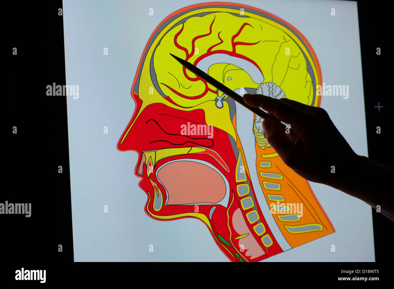 Vista concettuale di una mano con un puntatore proiettata sul monitor di un cervello Foto Stock