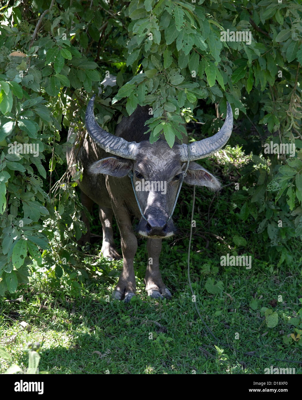 Buffalo nasconde all'ombra di alberi Foto Stock