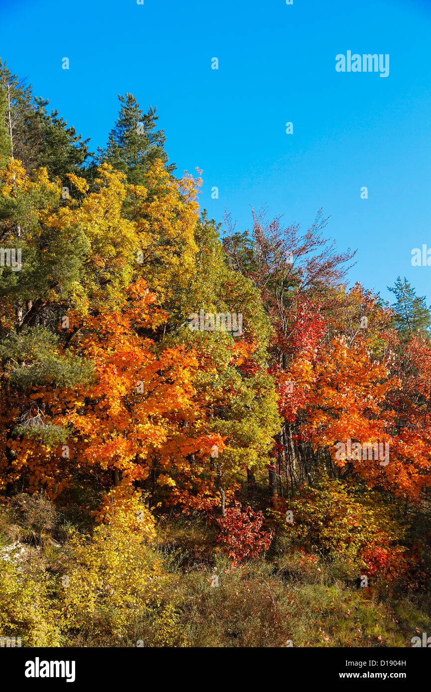 Italia Monti Sibillini Parco Nazionale di alberi in autunno Foto Stock